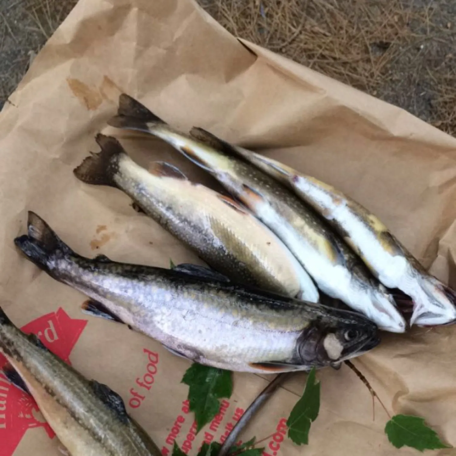 recently logged catches