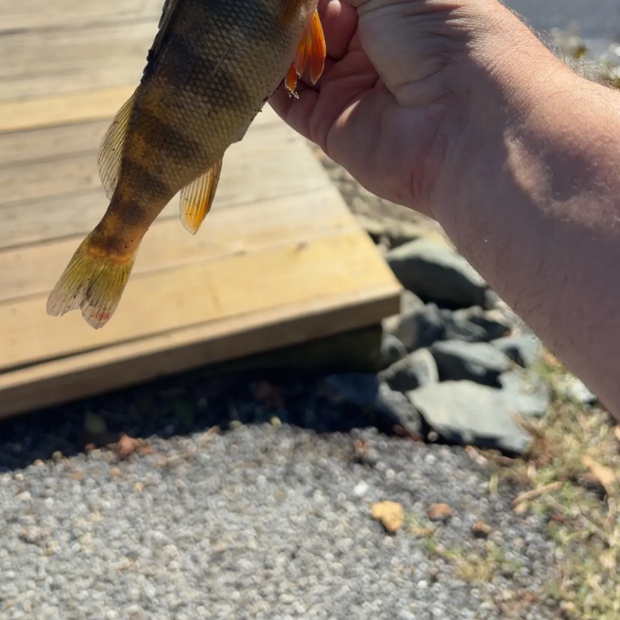 Yellow perch caught on Fishbrain
