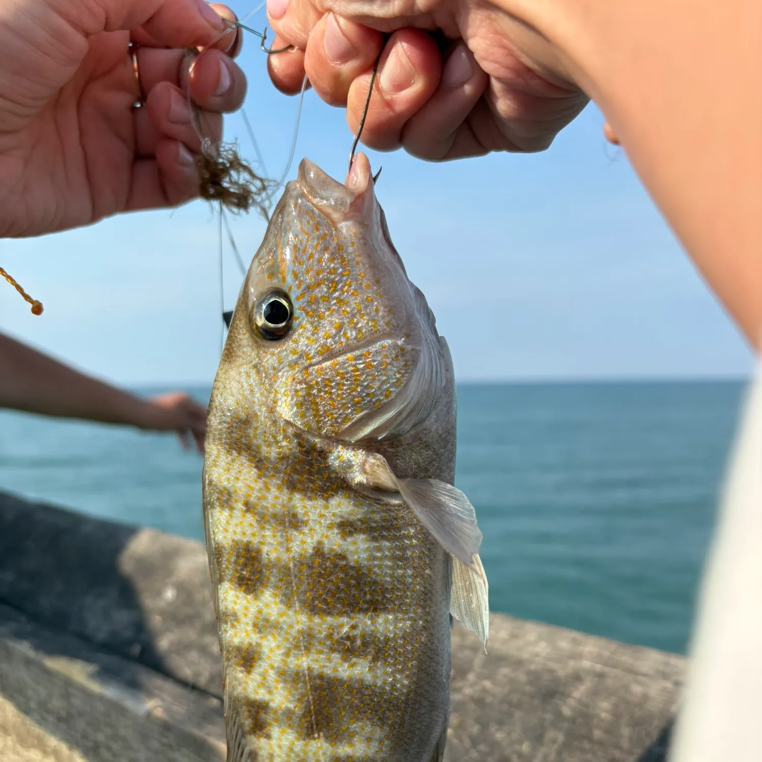 The most recent Pigfish catches on Fishbrain