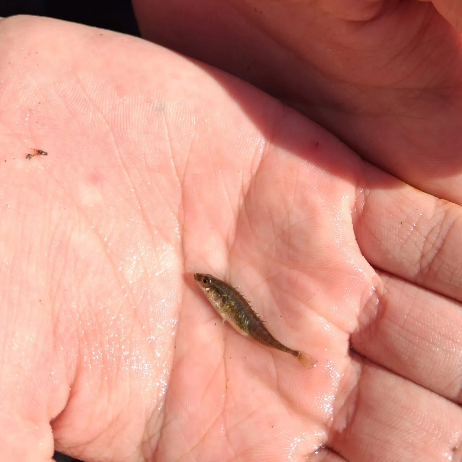 The most recent Ninespine stickleback catches on Fishbrain