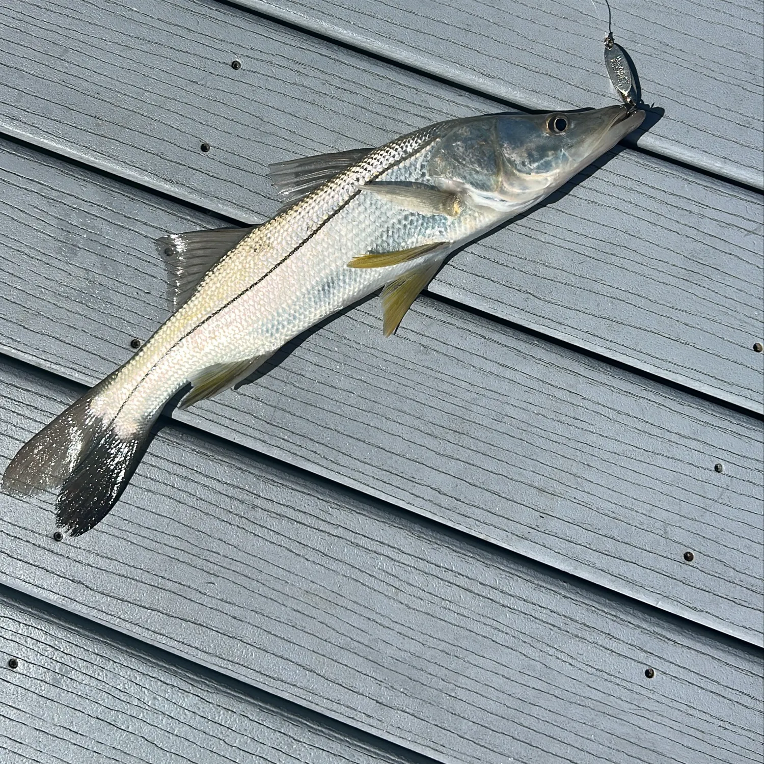 Common snook caught on Fishbrain