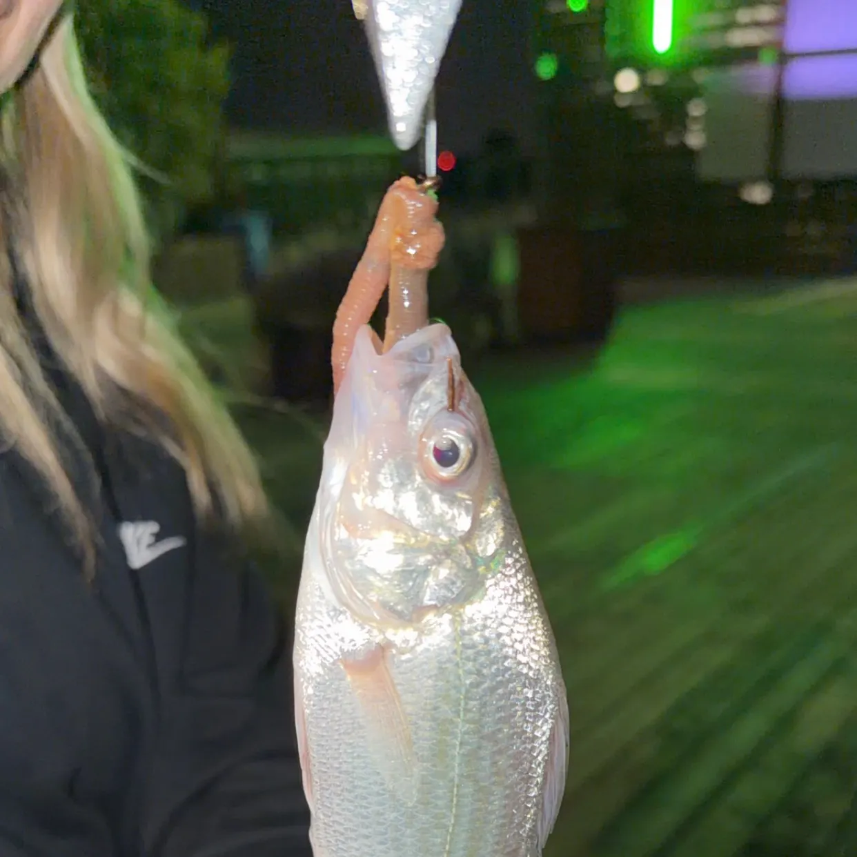 White perch caught on Fishbrain