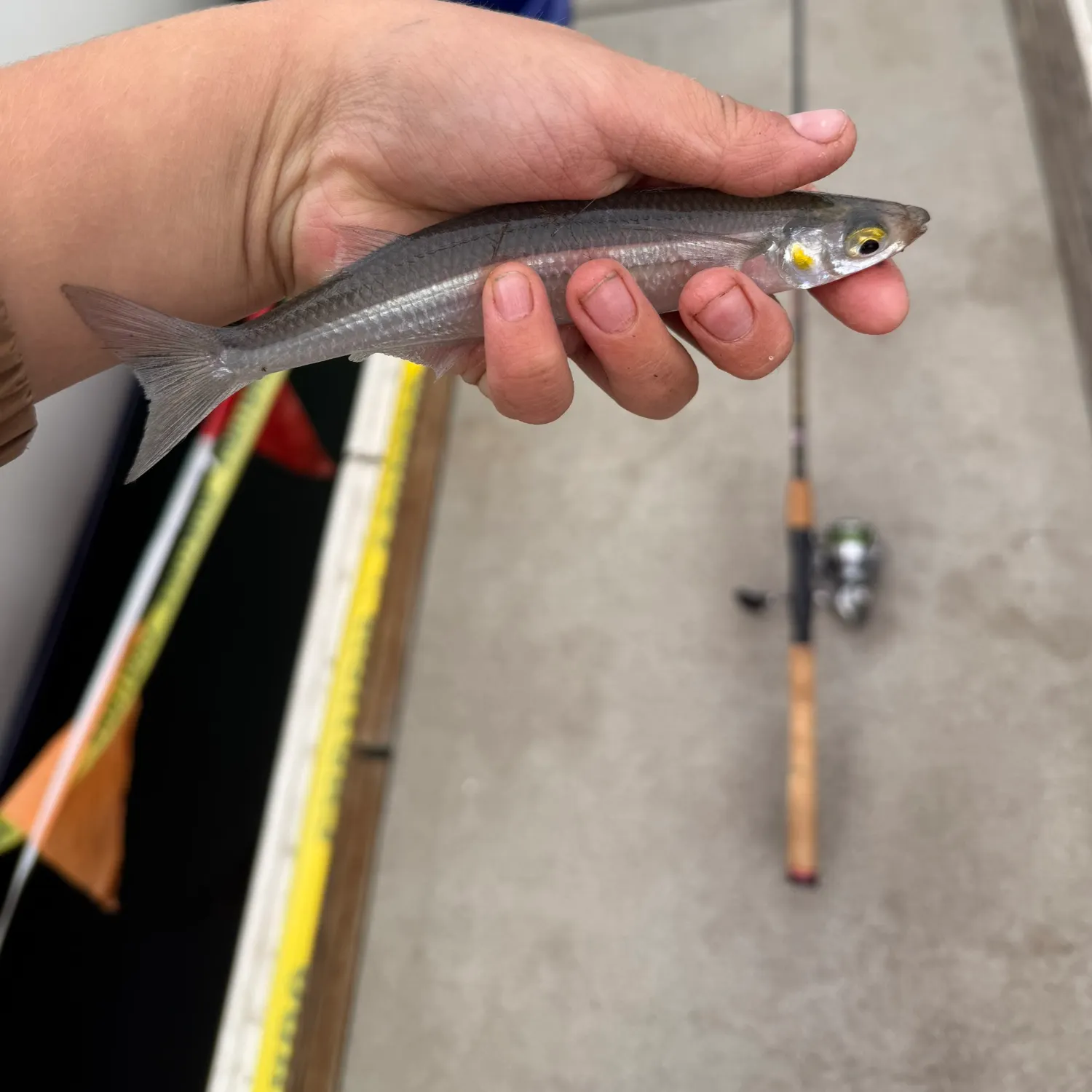 The most recent Topsmelt silverside catches on Fishbrain