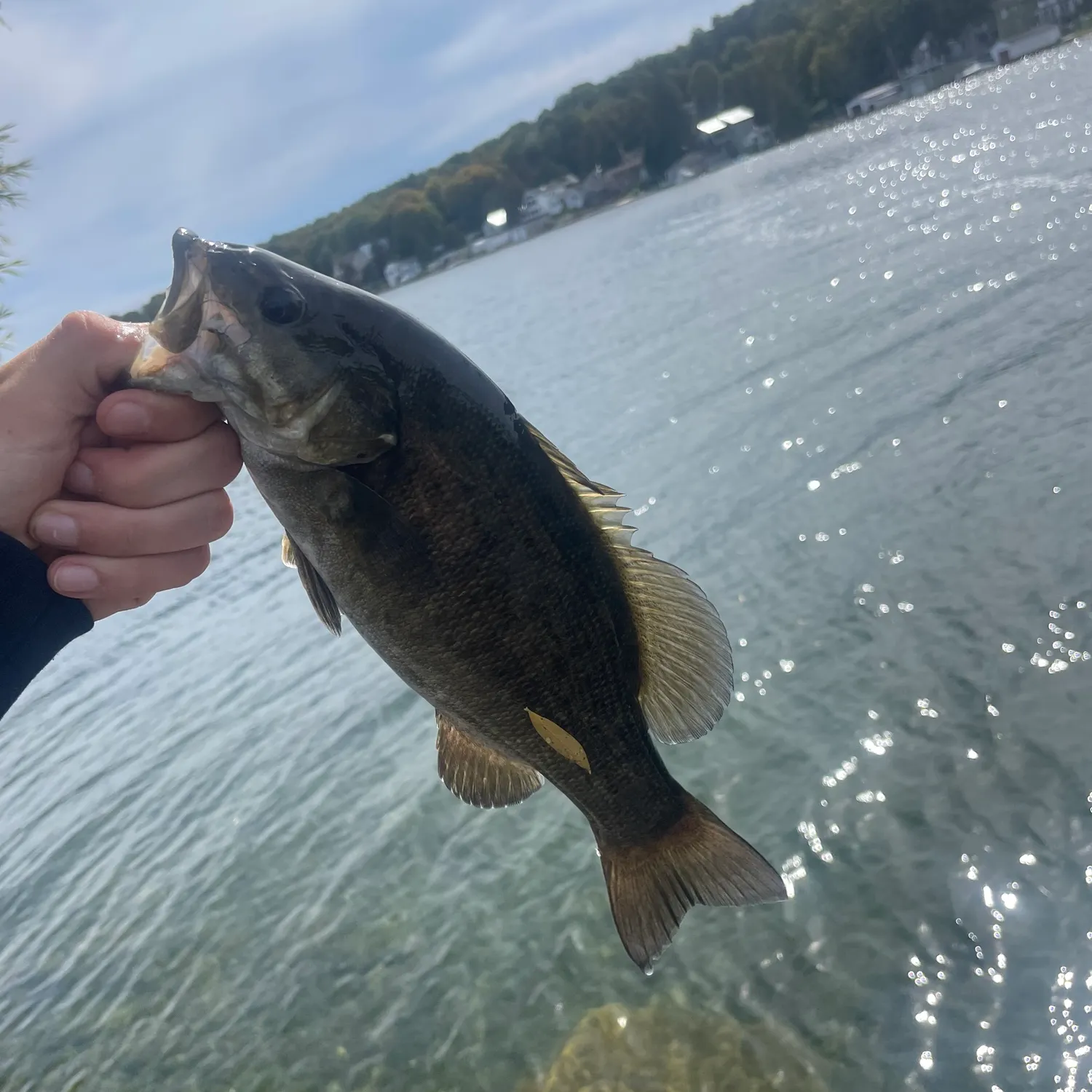 Smallmouth bass caught on Fishbrain