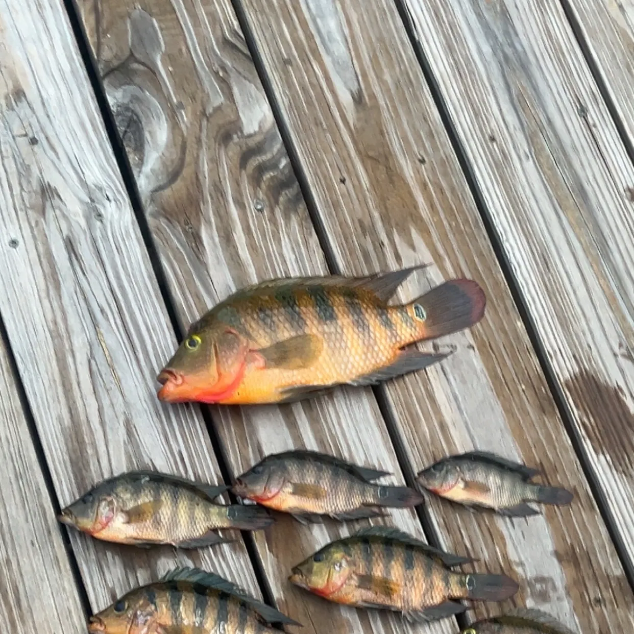 recently logged catches