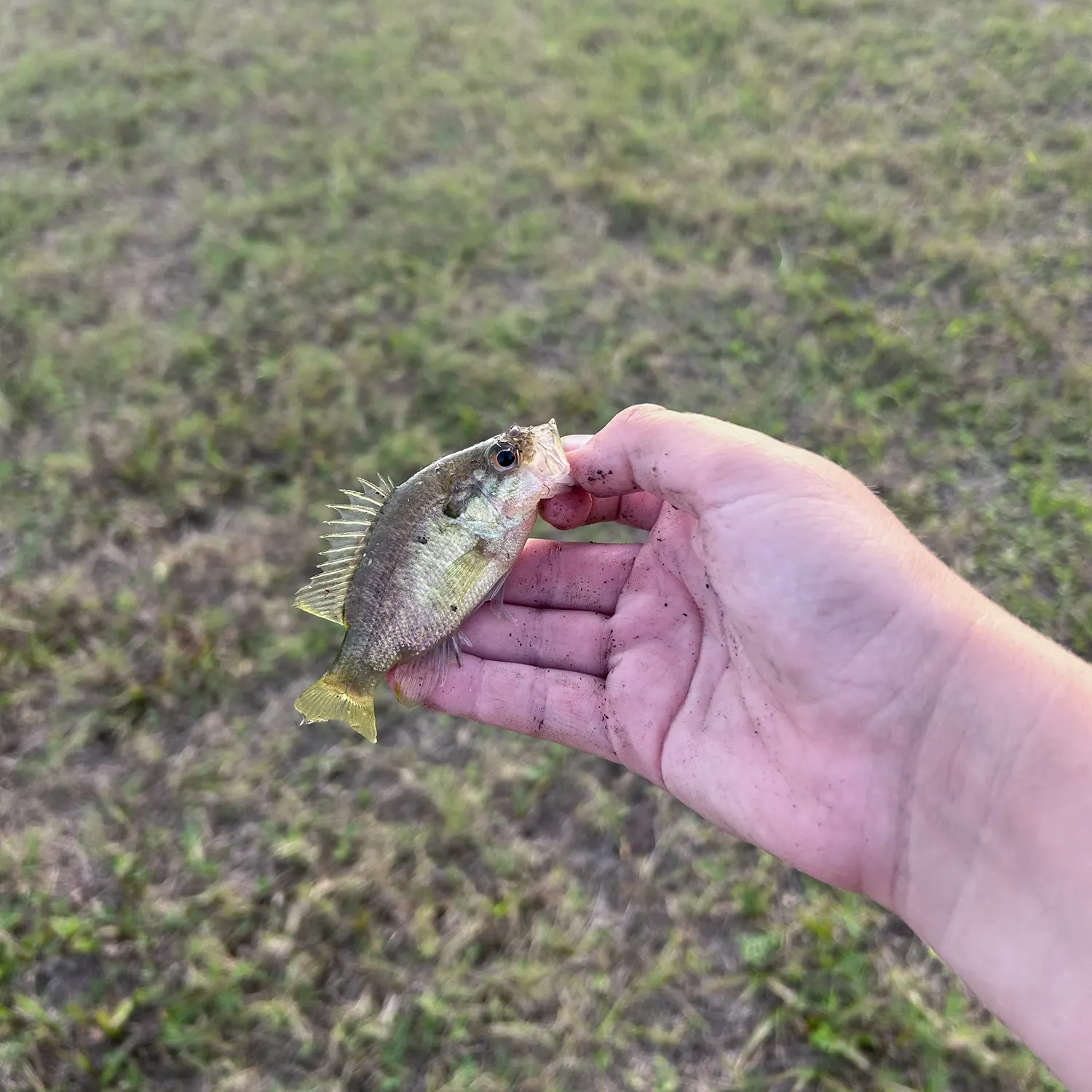 The most recent Warmouth catches on Fishbrain