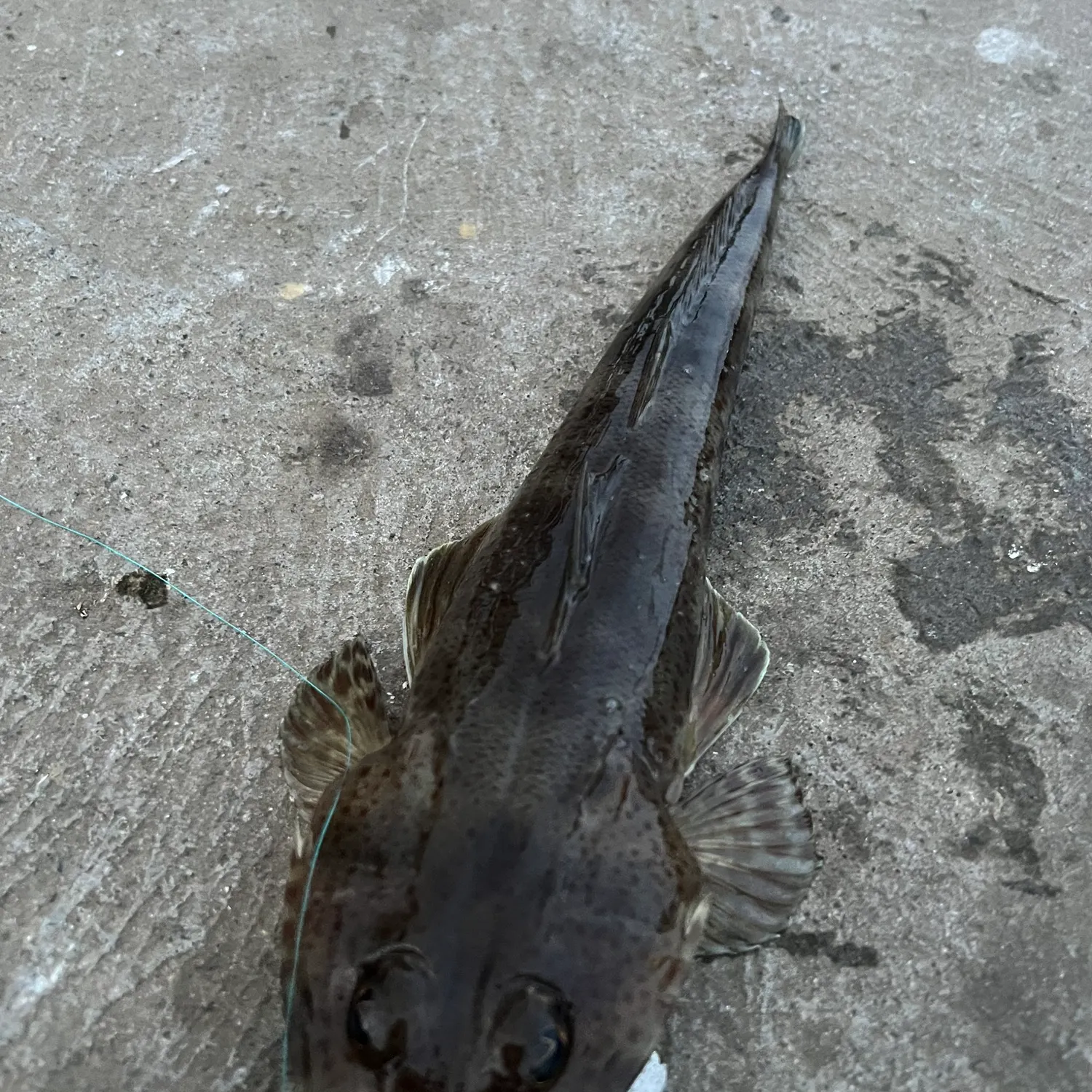 Dusky flathead caught on Fishbrain