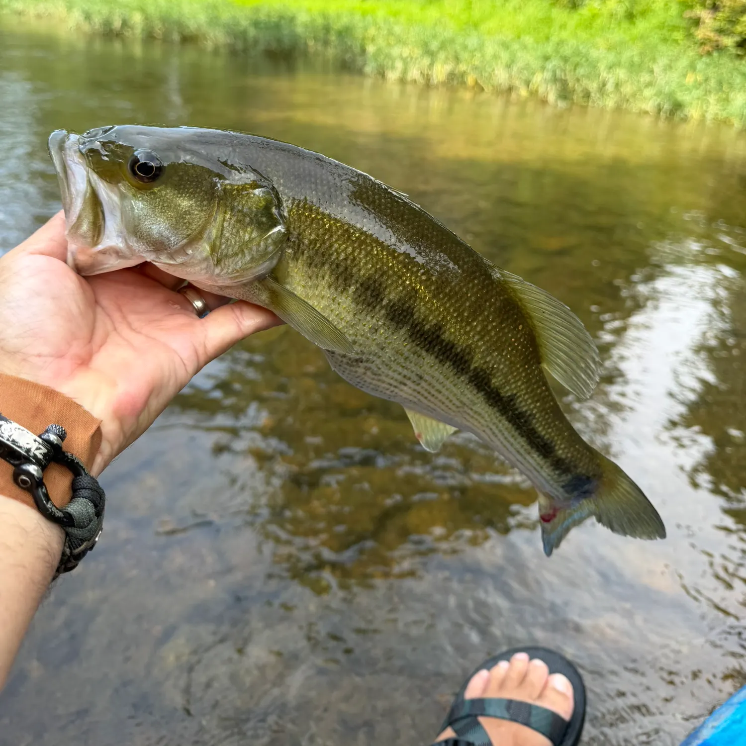 Fish caught on Fishbrain