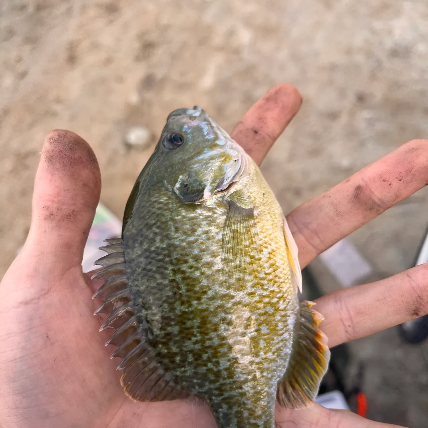 Greengill hybrid caught on Fishbrain