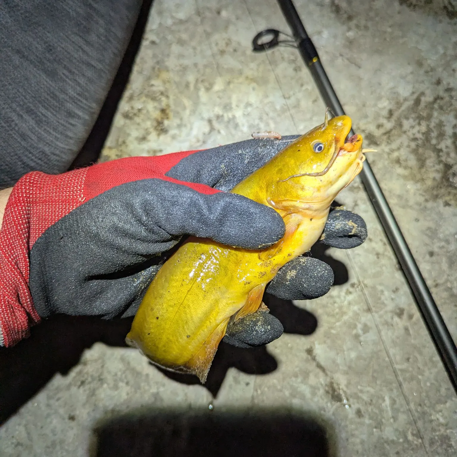 Yellow bullhead caught on Fishbrain