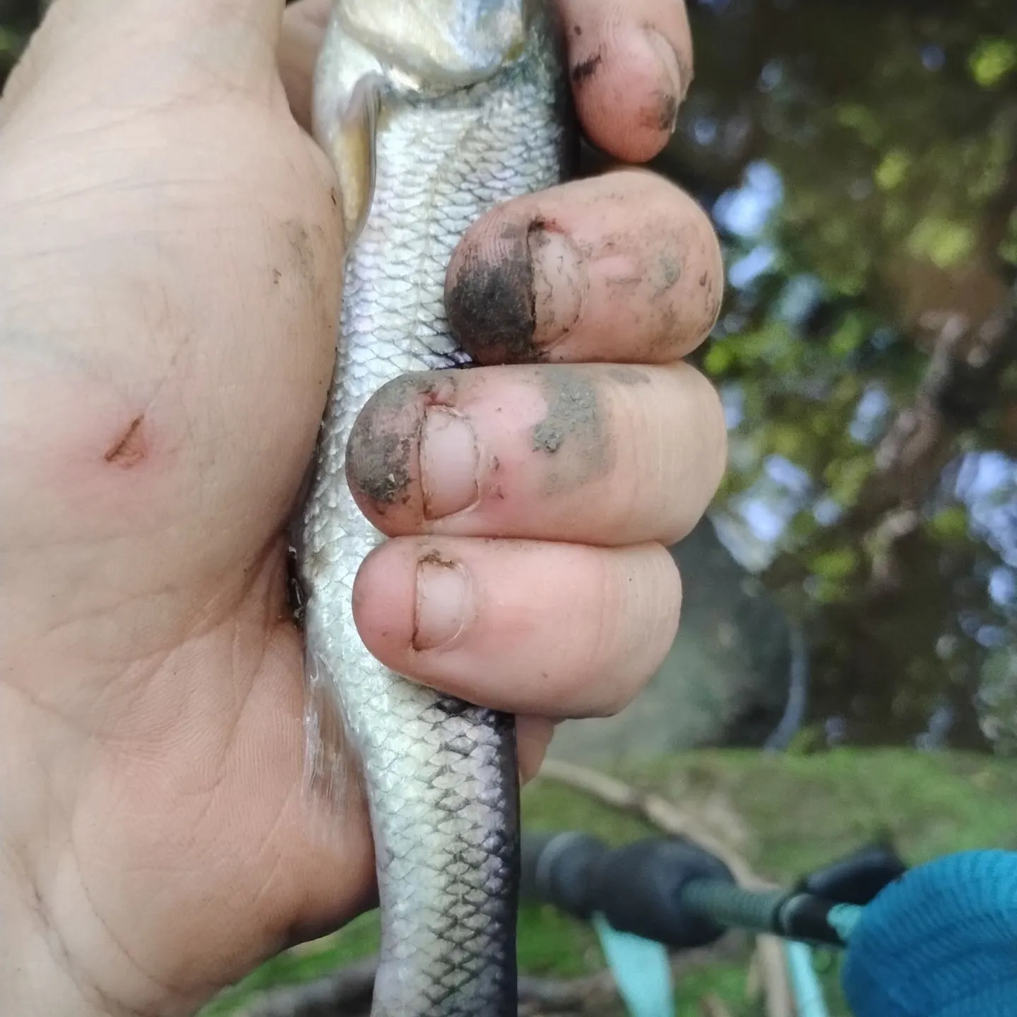 Creek chub caught on Fishbrain