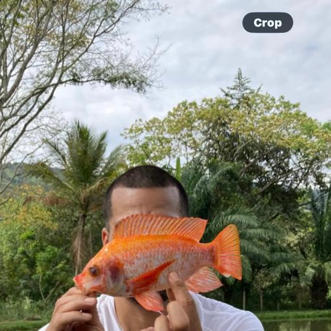 The most recent Red tilapia catches on Fishbrain