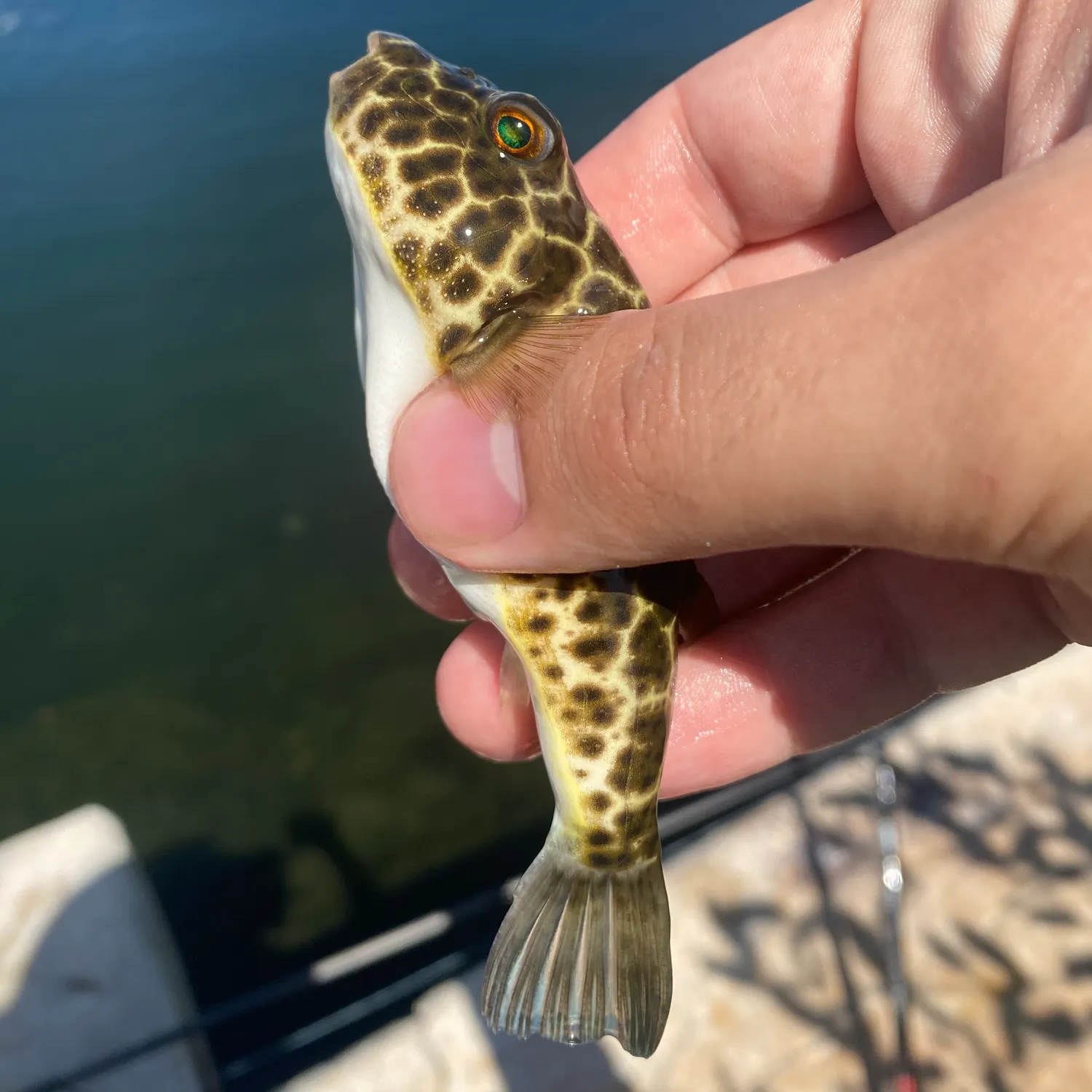 Checkered puffer caught on Fishbrain