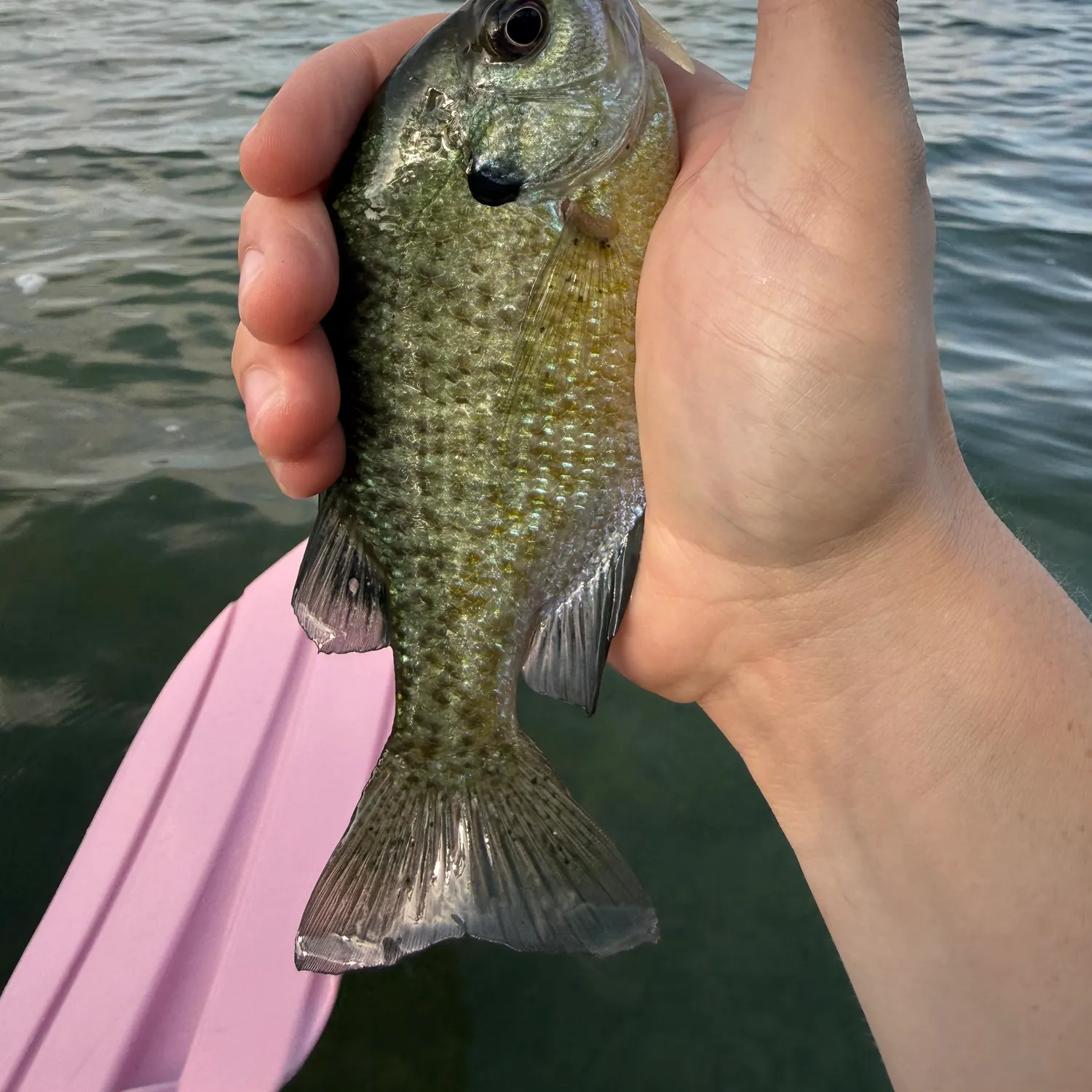Bluegill caught on Fishbrain