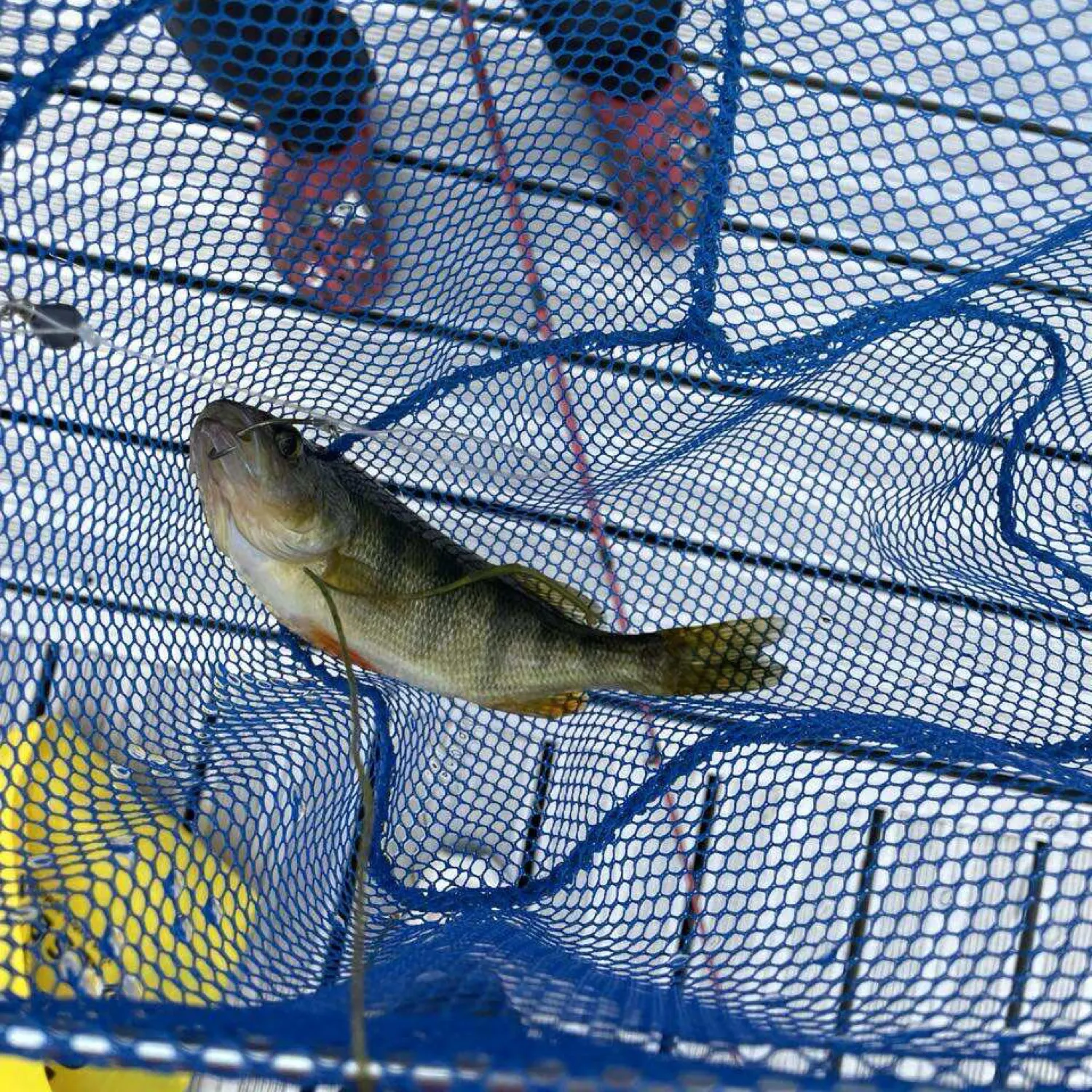 The most recent Redfin x chain pickerel catches on Fishbrain