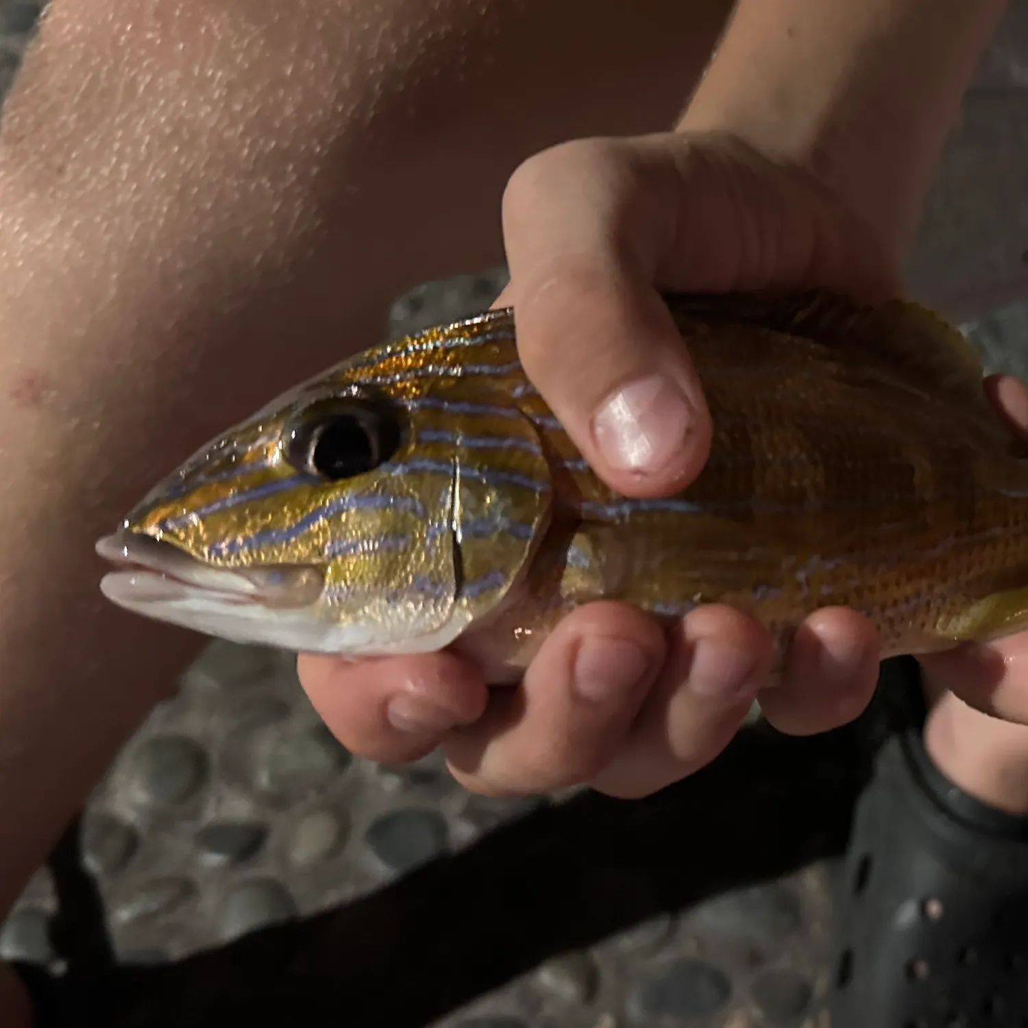 The most recent Bluestriped grunt catches on Fishbrain