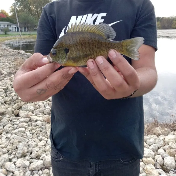Bluegill caught on Fishbrain
