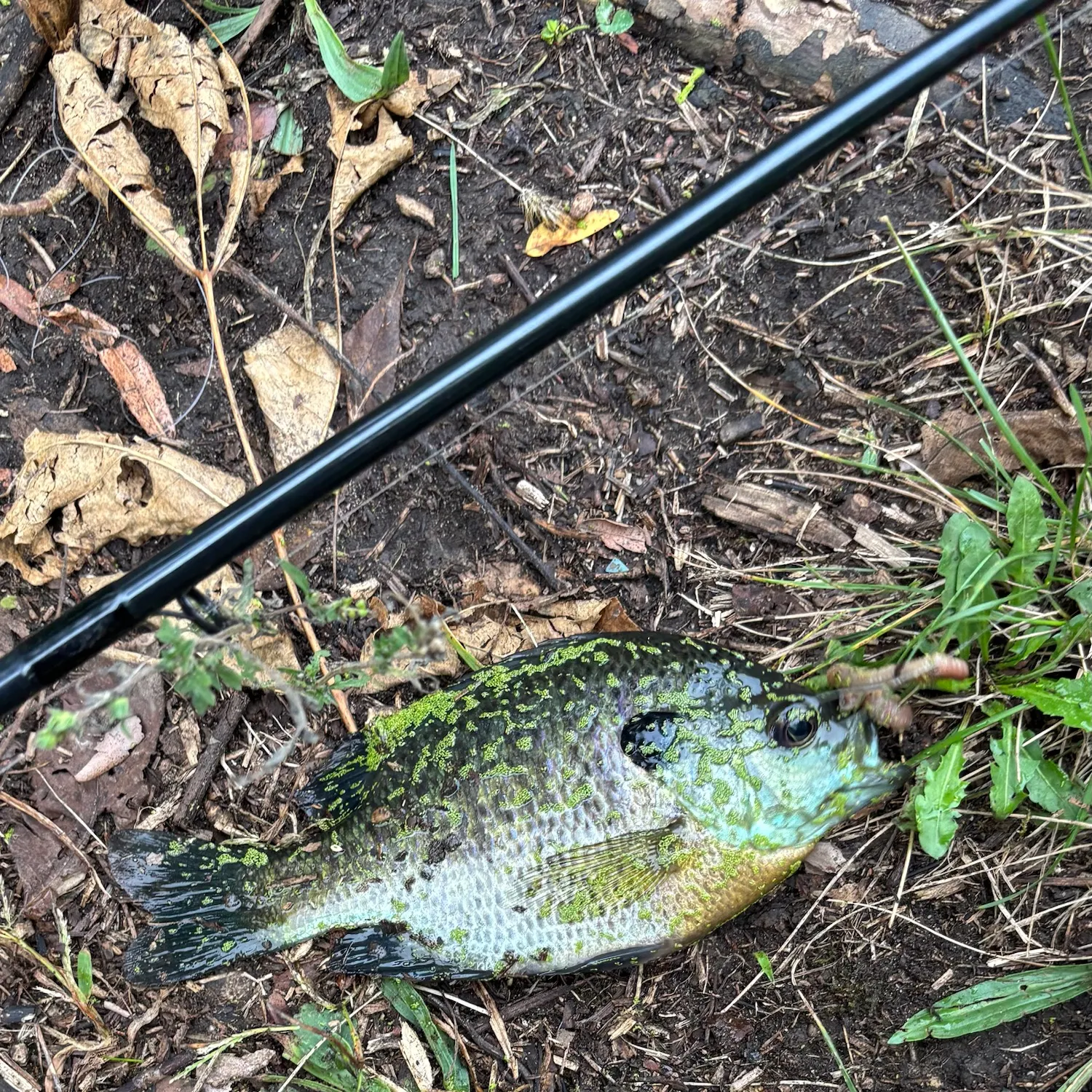 Green sunfish caught on Fishbrain