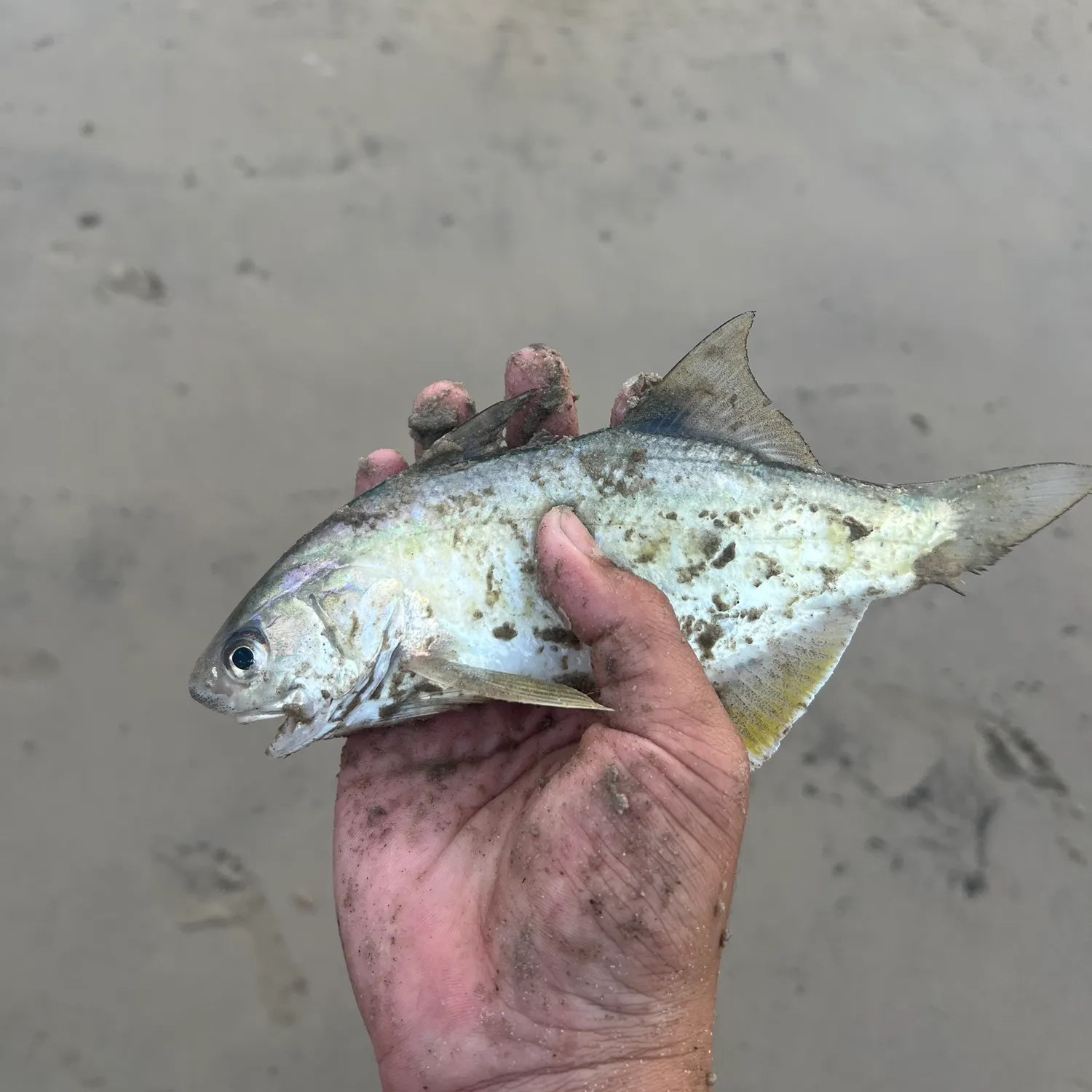The most recent King threadfin catches on Fishbrain