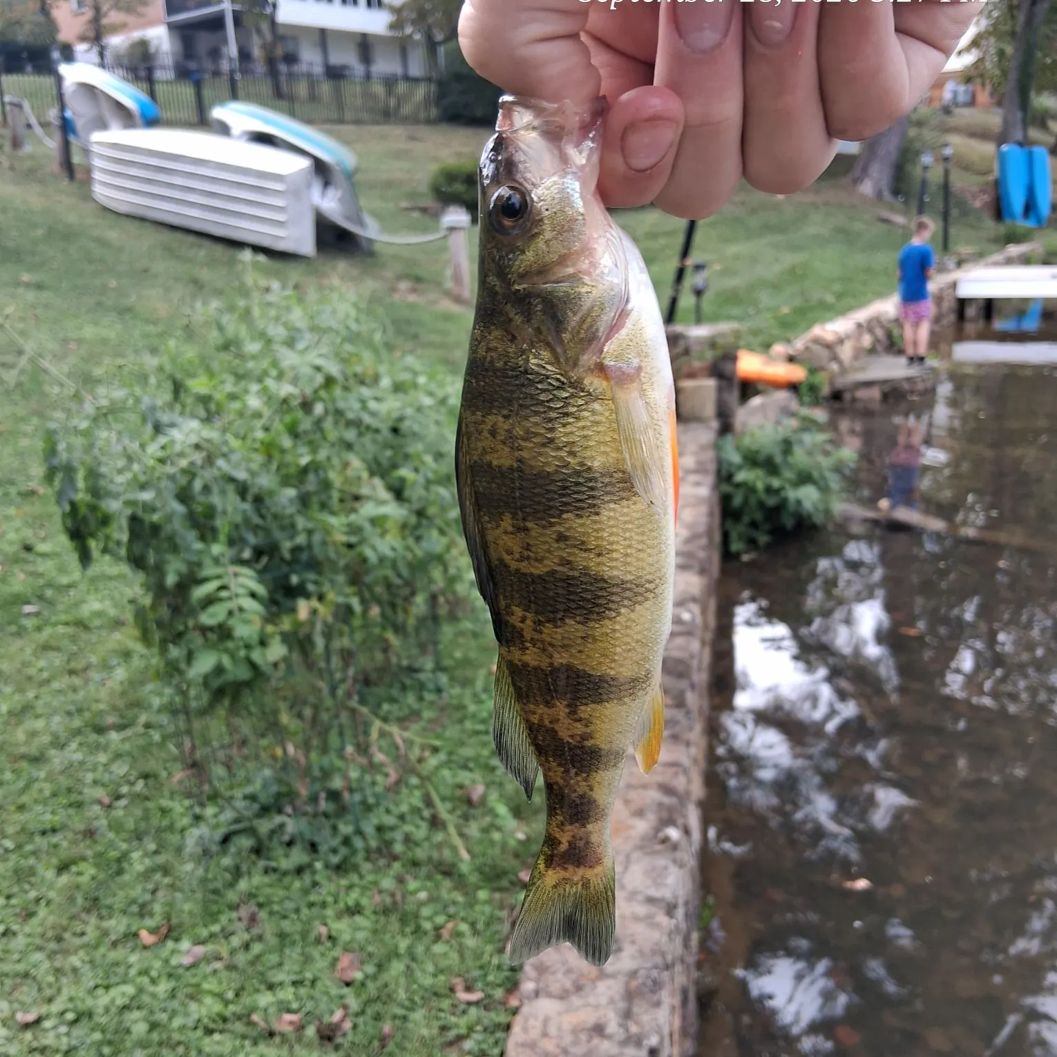 Yellow perch caught on Fishbrain