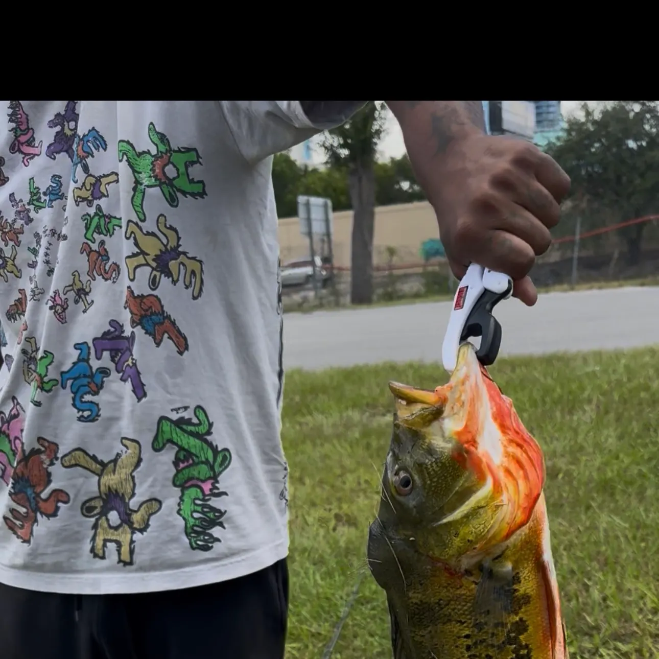 Butterfly peacock bass caught on Fishbrain