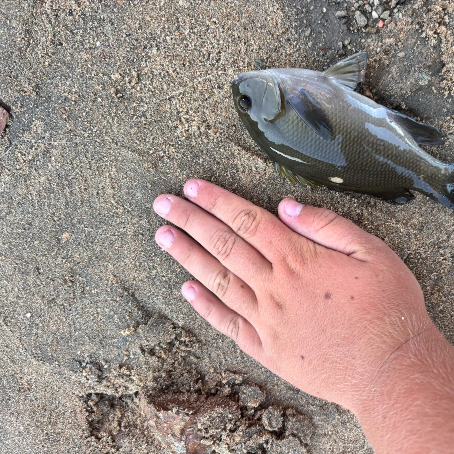 The most recent Opaleye catches on Fishbrain