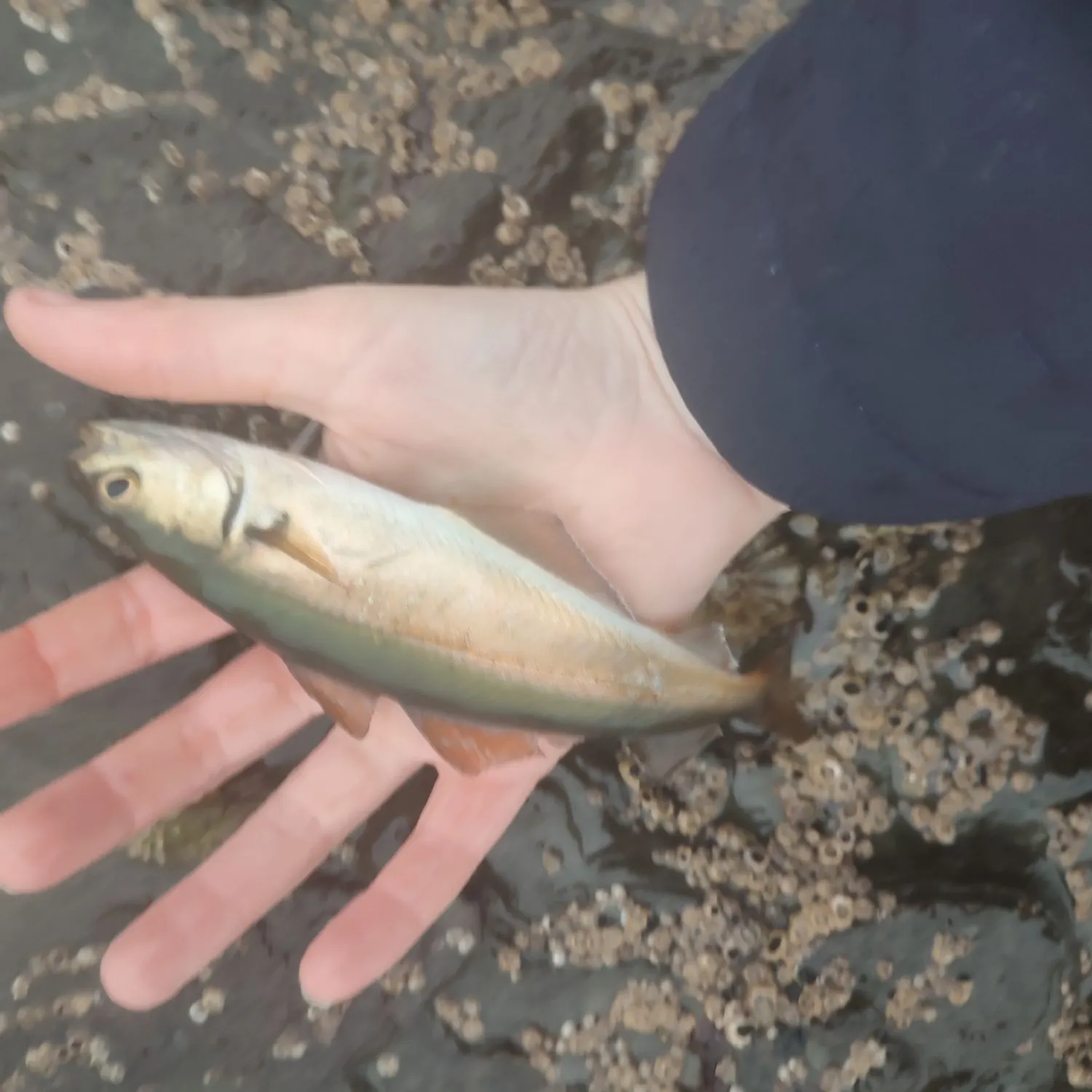 The most recent Alaska pollock catches on Fishbrain