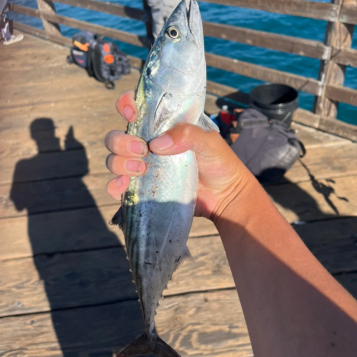 Pacific bonito caught on Fishbrain