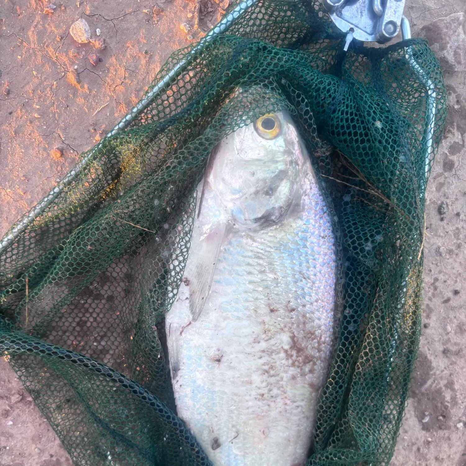 Fish caught on Fishbrain