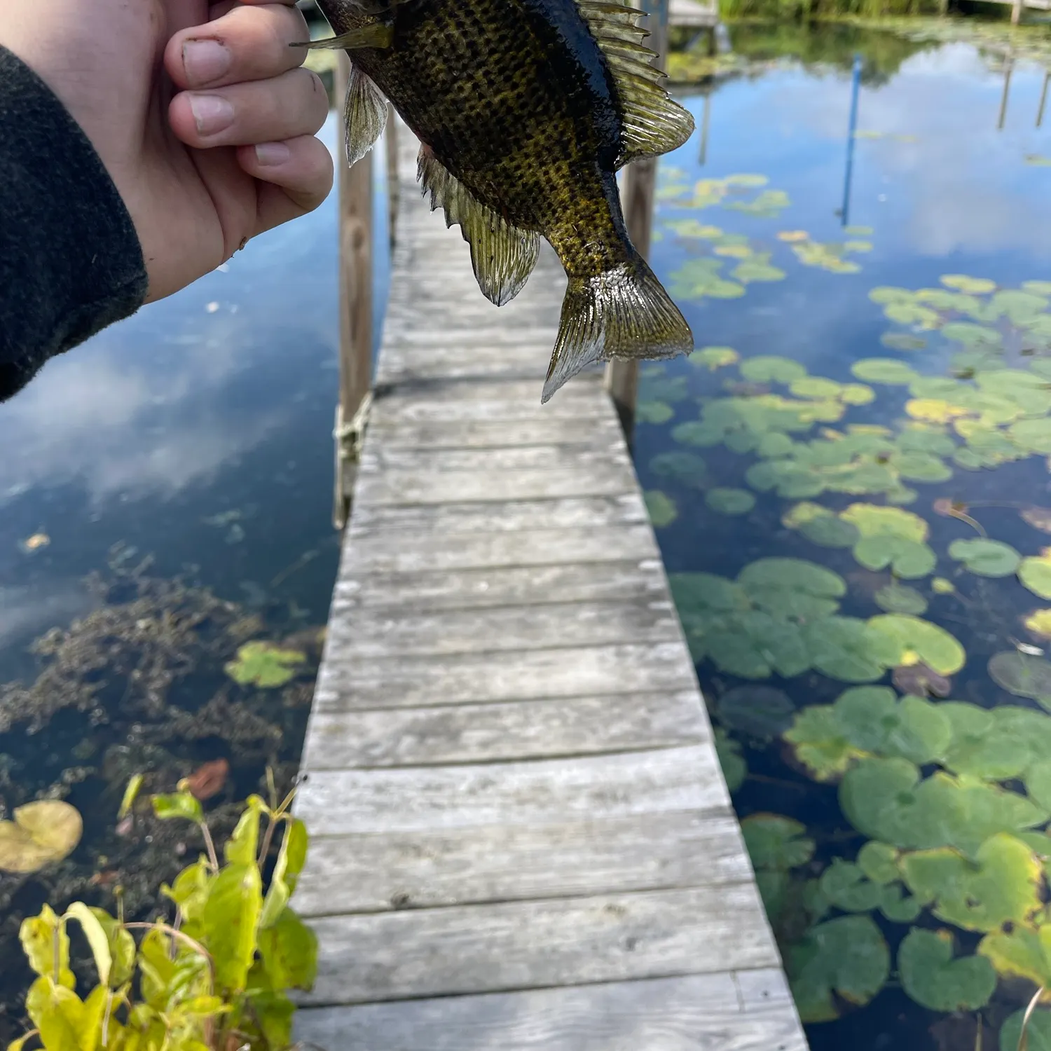 Rock bass caught on Fishbrain
