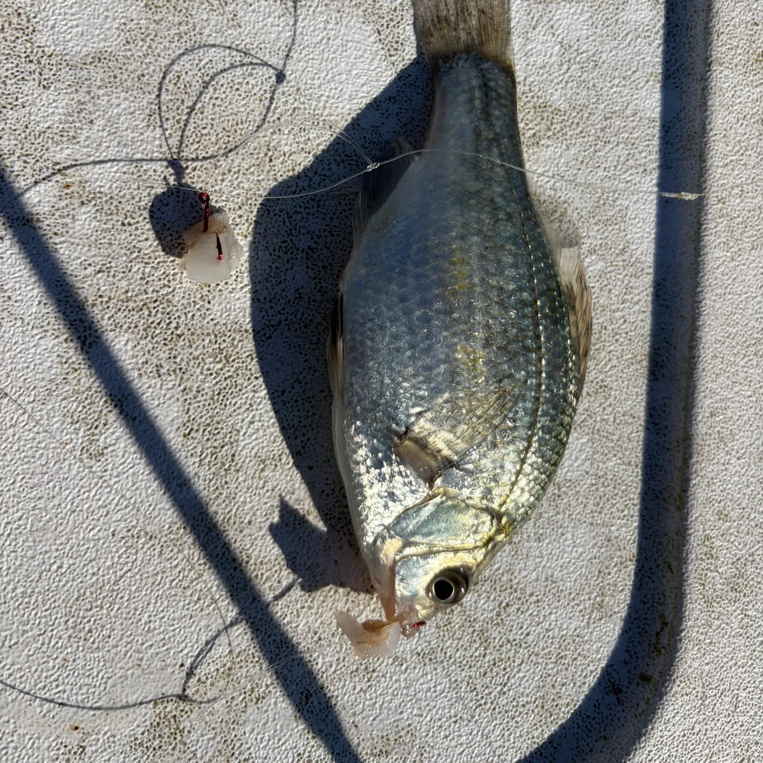 The most recent Dwarf seaperch catches on Fishbrain