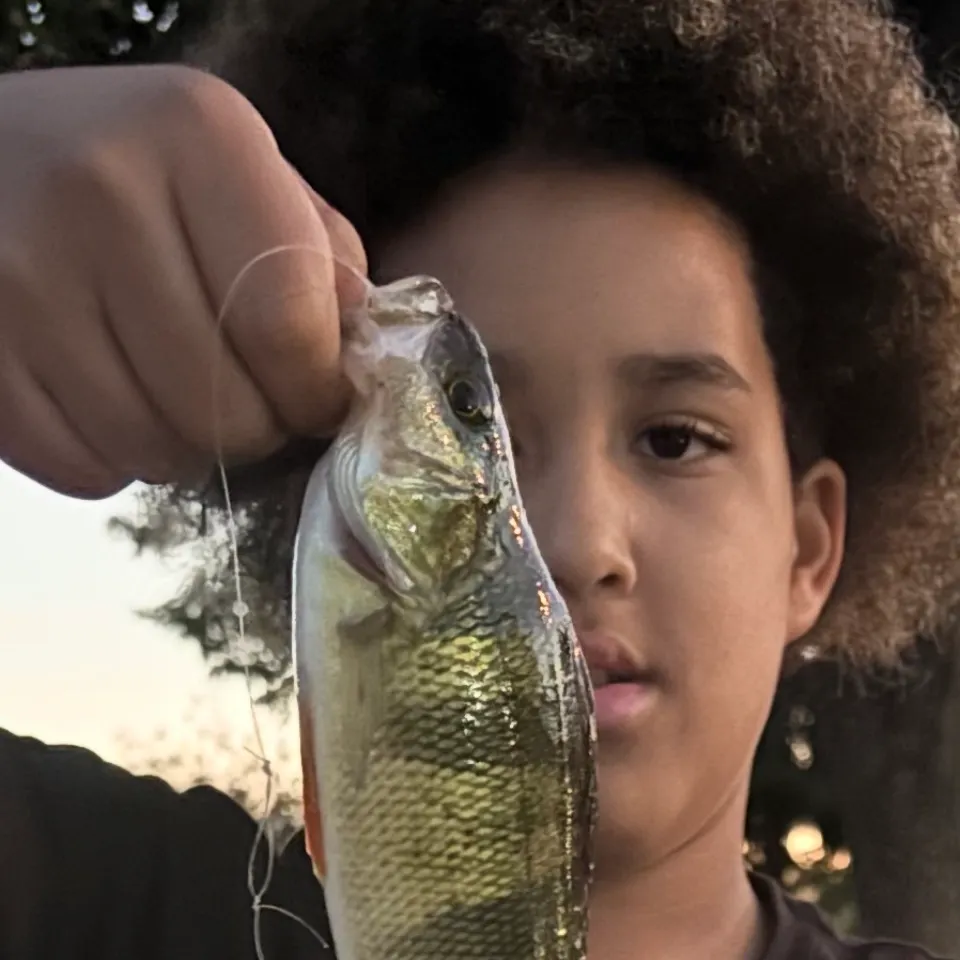 Yellow perch caught on Fishbrain