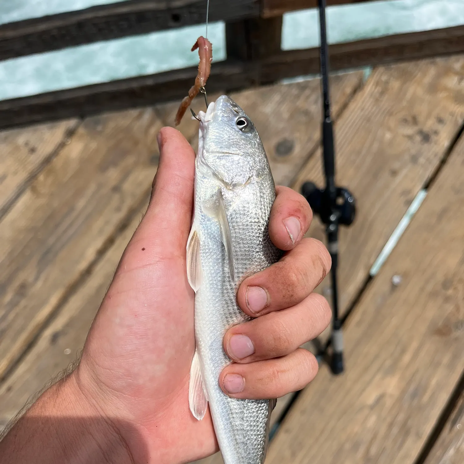 The most recent California corbina catches on Fishbrain