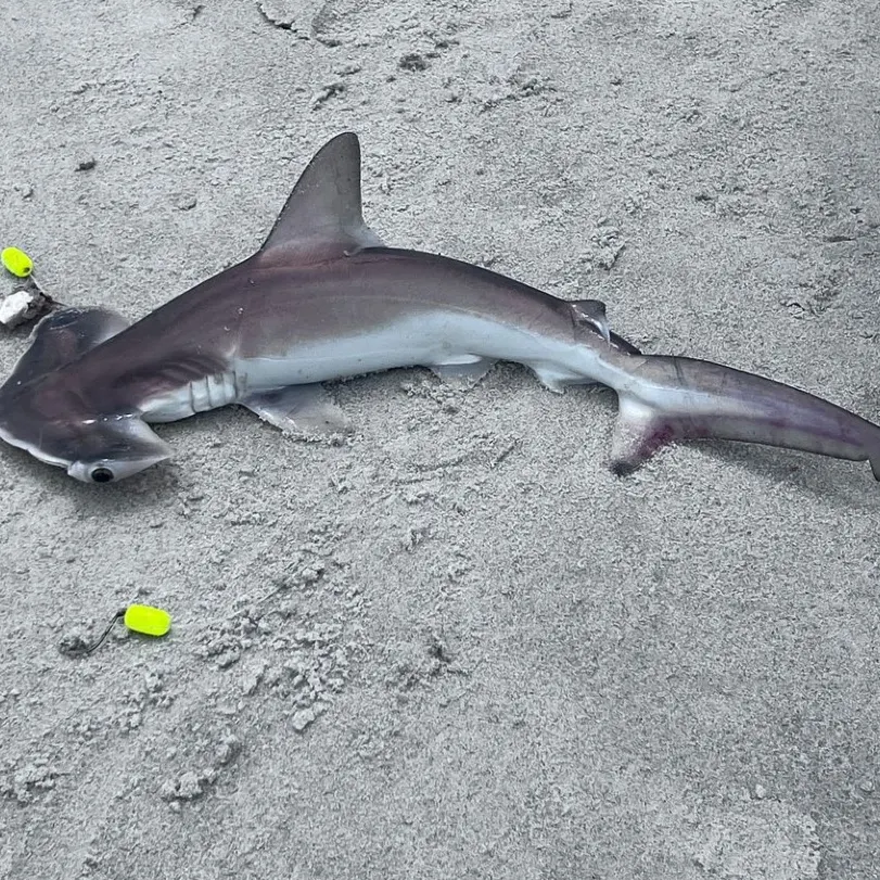 The most recent Great hammerhead shark catches on Fishbrain