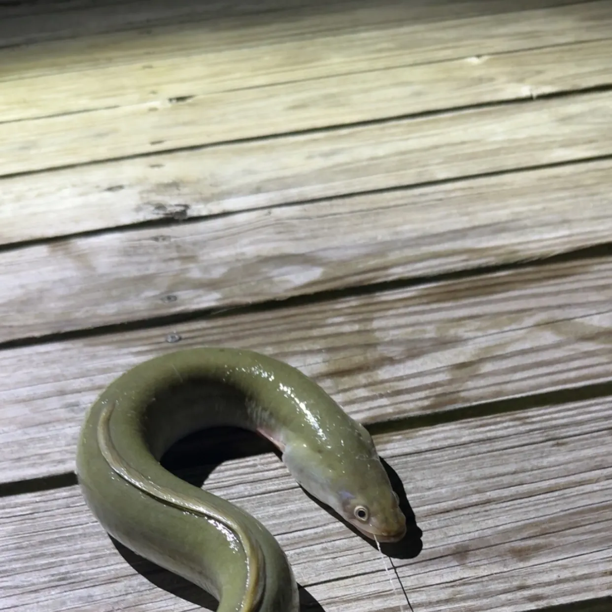 American eel caught on Fishbrain