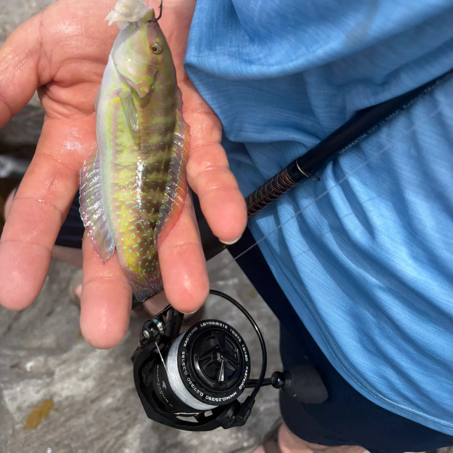 The most recent Slippery dick wrasse catches on Fishbrain