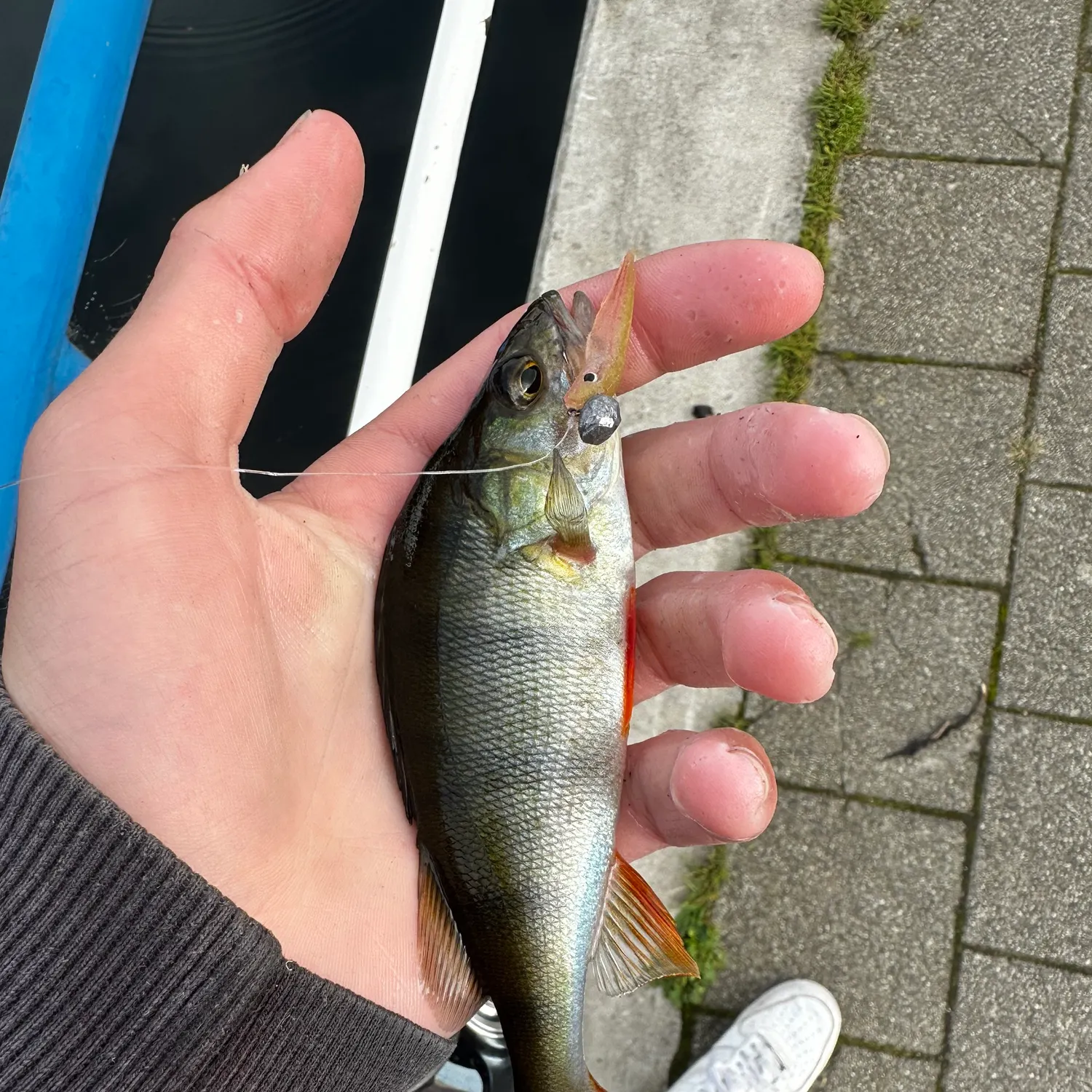 European perch caught on Fishbrain