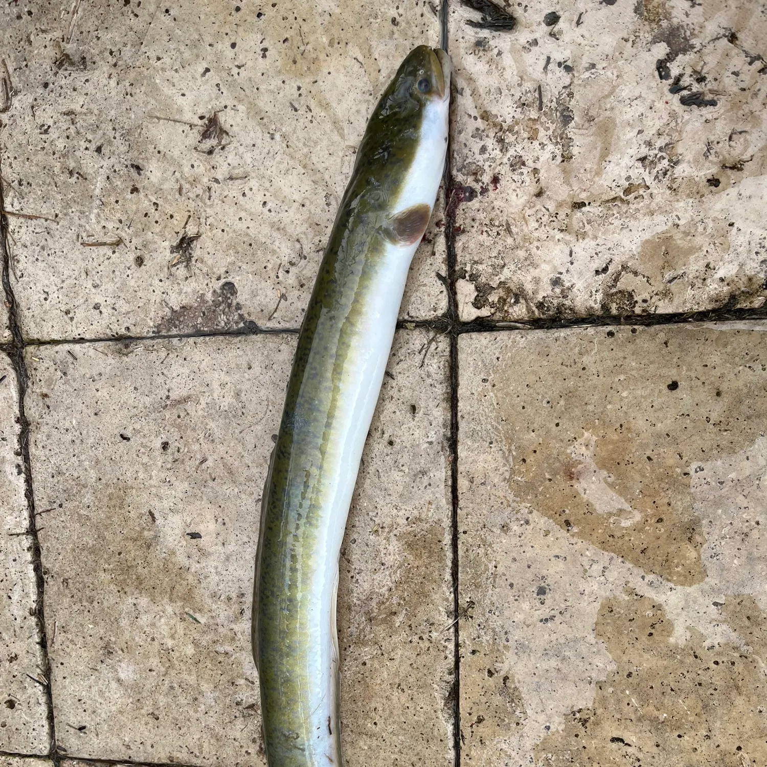 The most recent Shortfin eel catches on Fishbrain