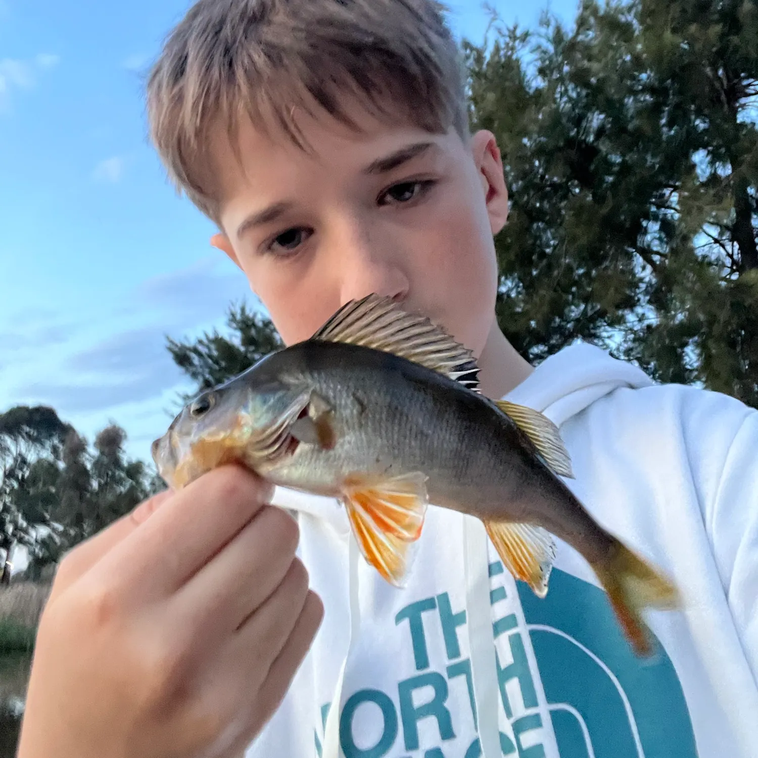 European perch caught on Fishbrain