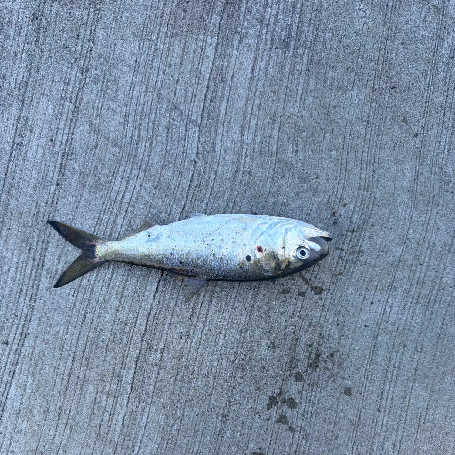 Gulf menhaden caught on Fishbrain