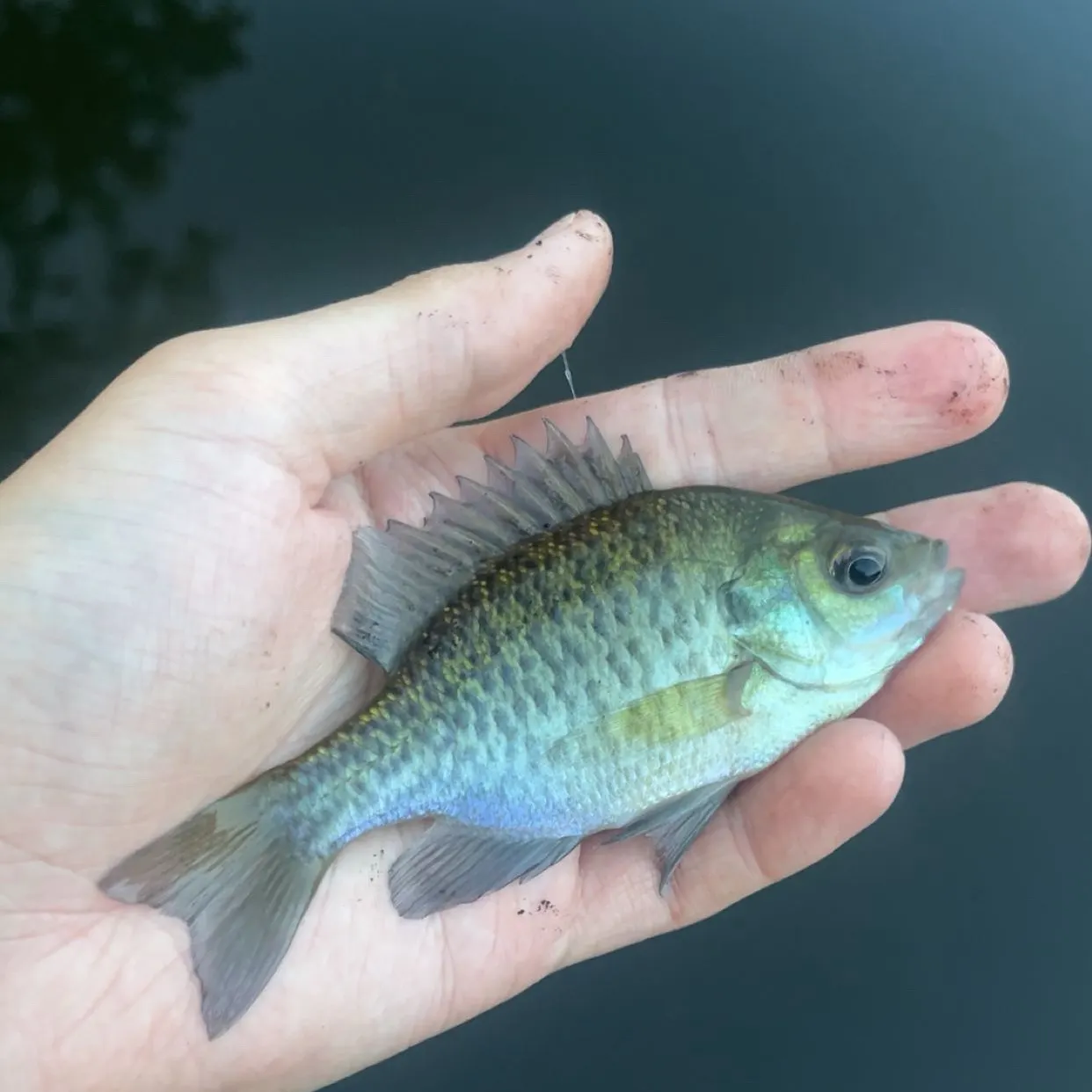Bluegill caught on Fishbrain