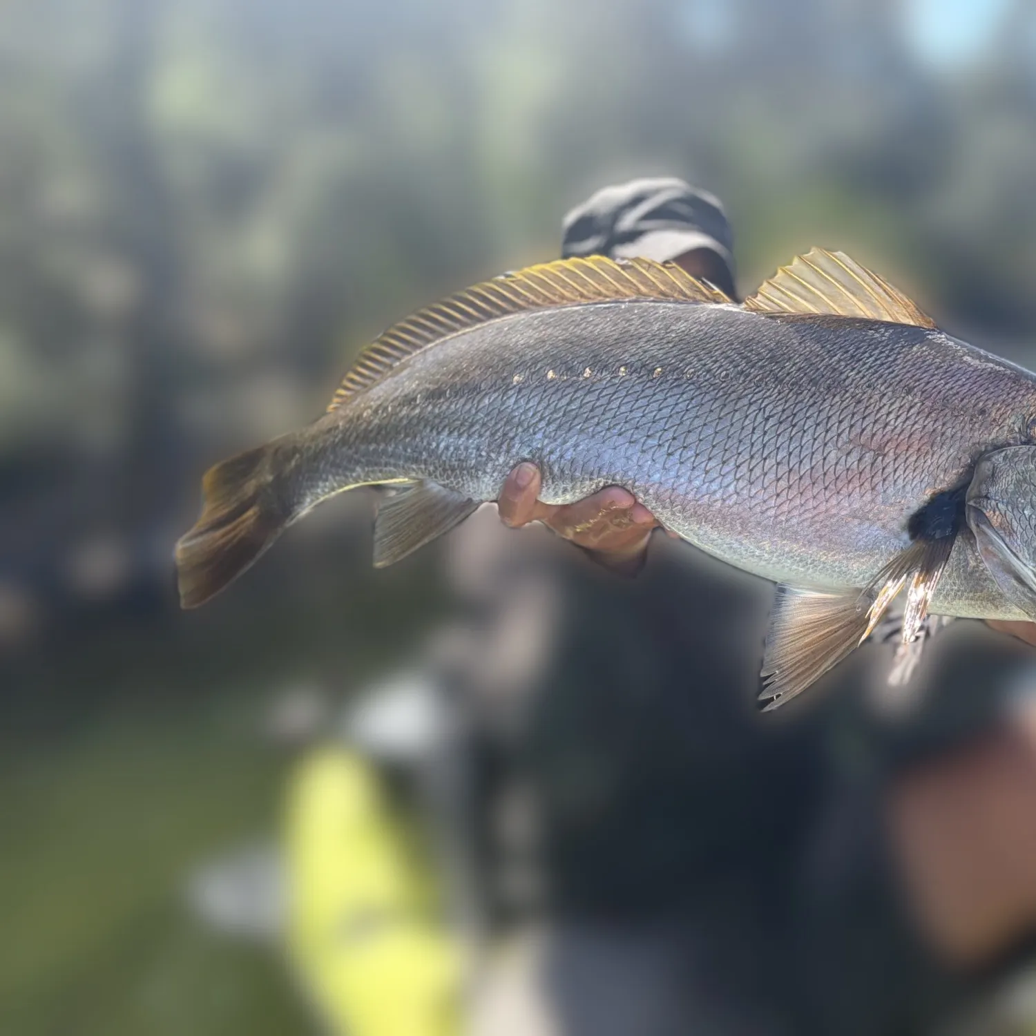 The most recent Japanese meagre catches on Fishbrain