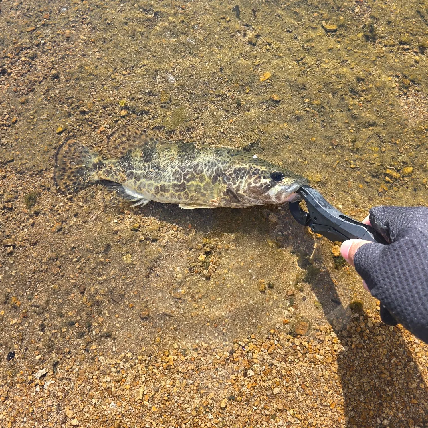 The most recent Leopard mandarin fish catches on Fishbrain