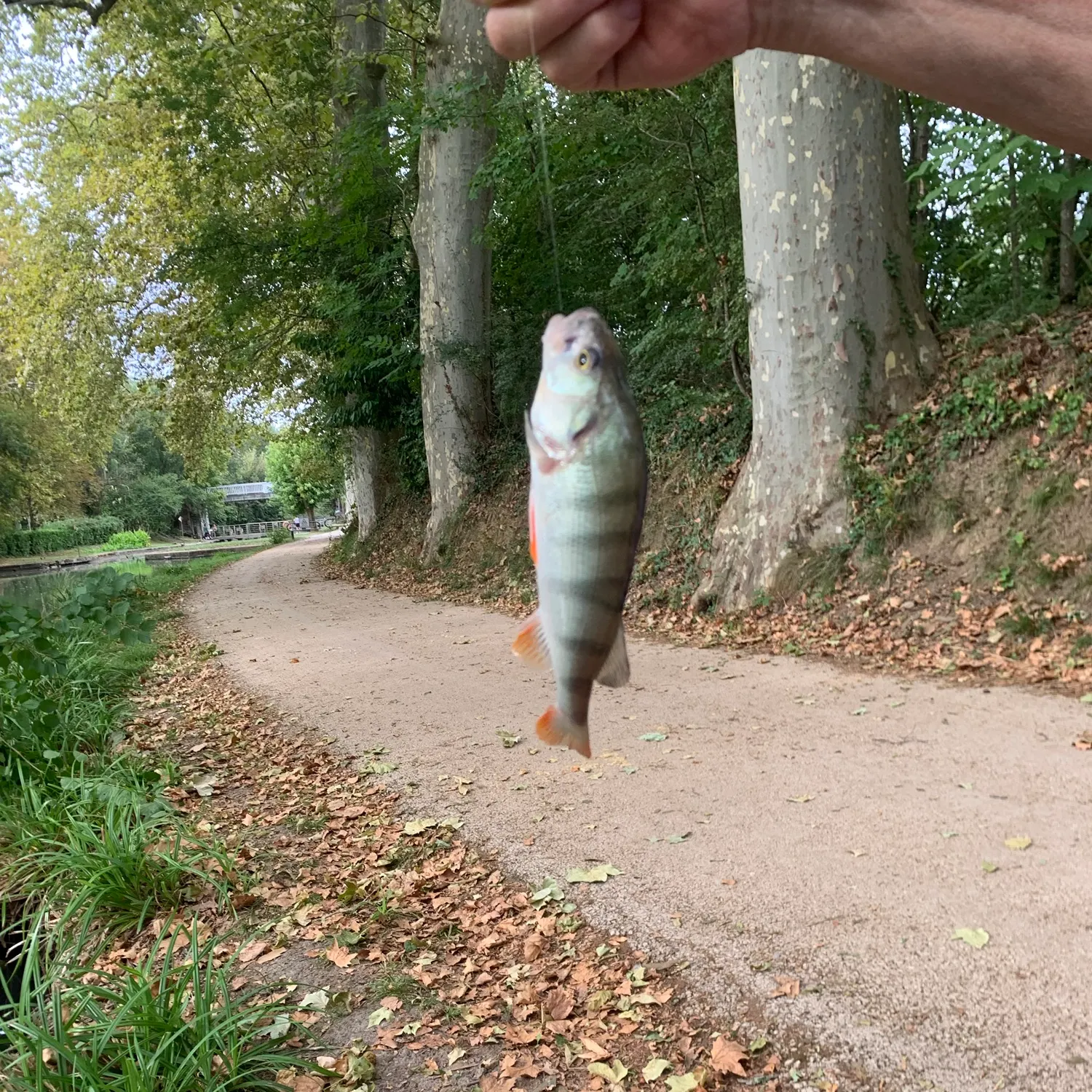 European perch caught on Fishbrain