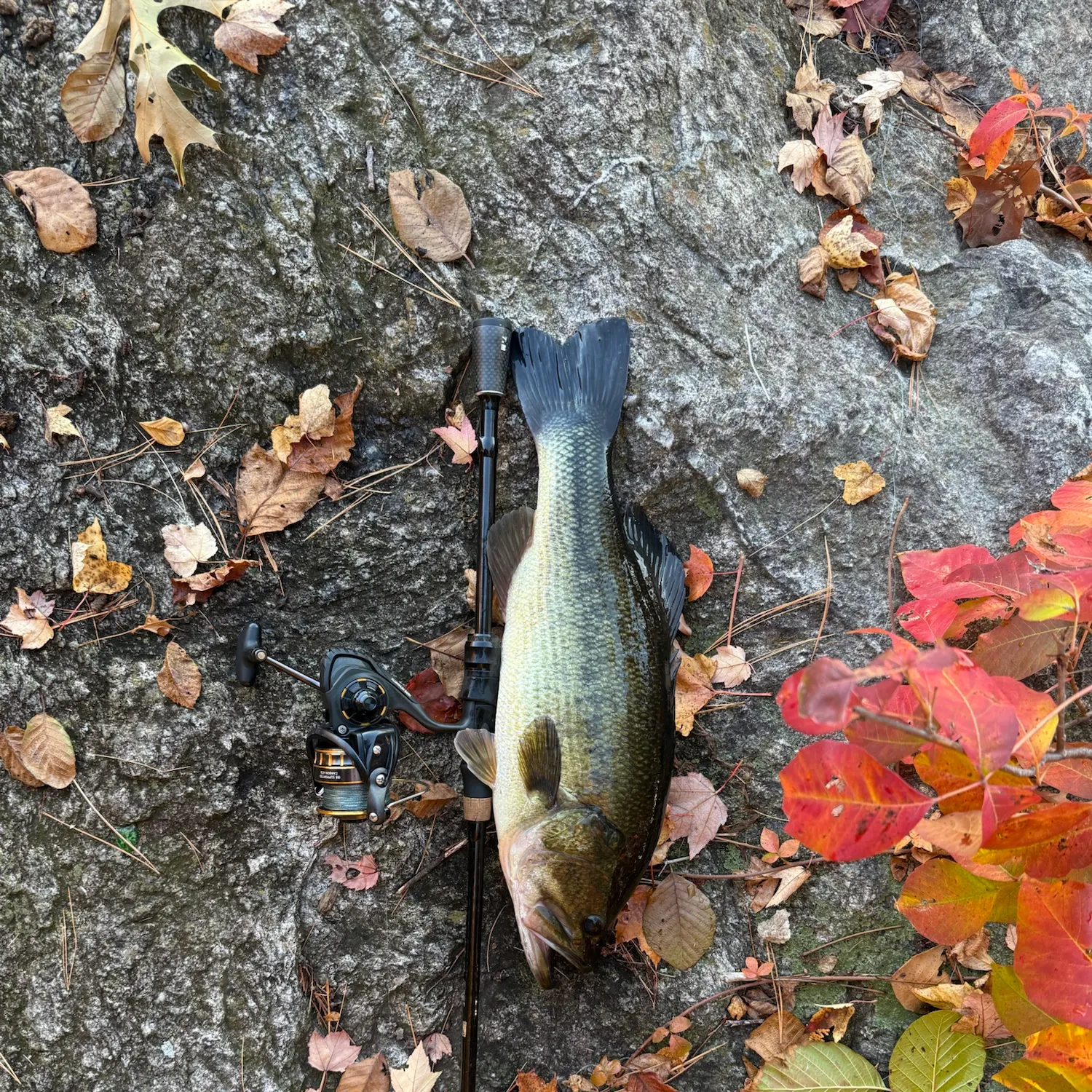 Largemouth bass caught on Fishbrain