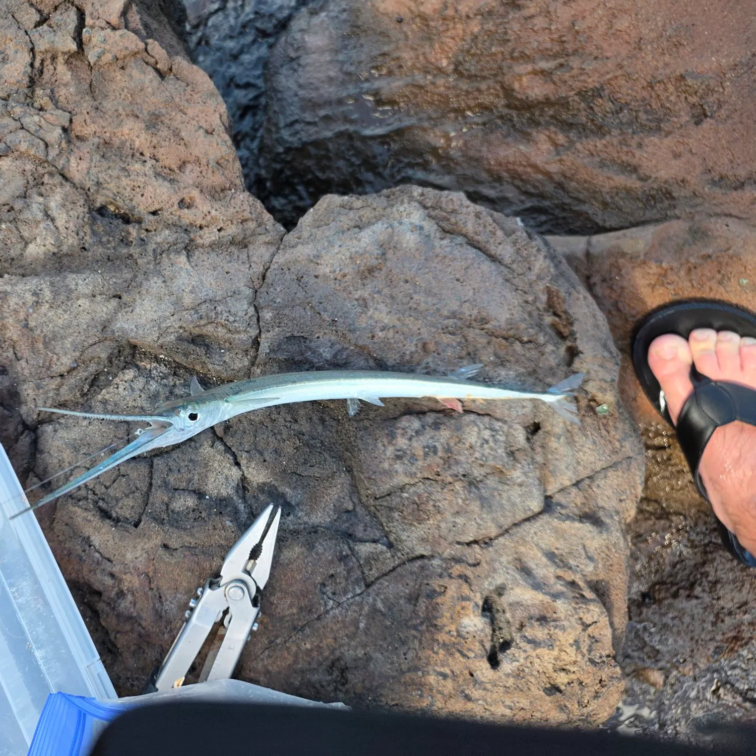 The most recent Keeltail needlefish catches on Fishbrain