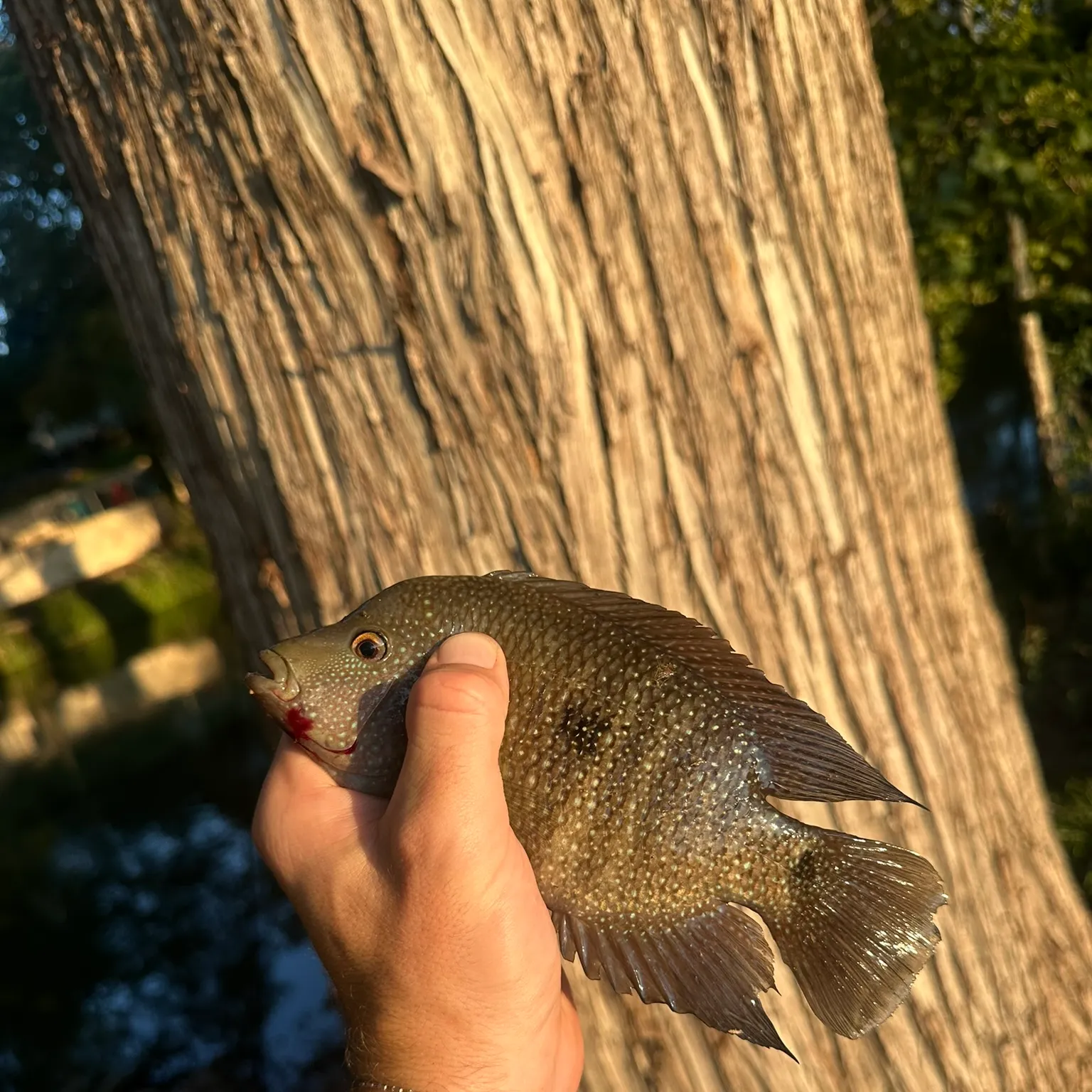 The most recent Rio Grande cichlid catches on Fishbrain