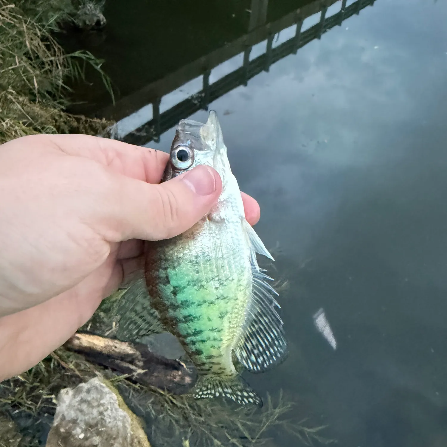 White crappie caught on Fishbrain