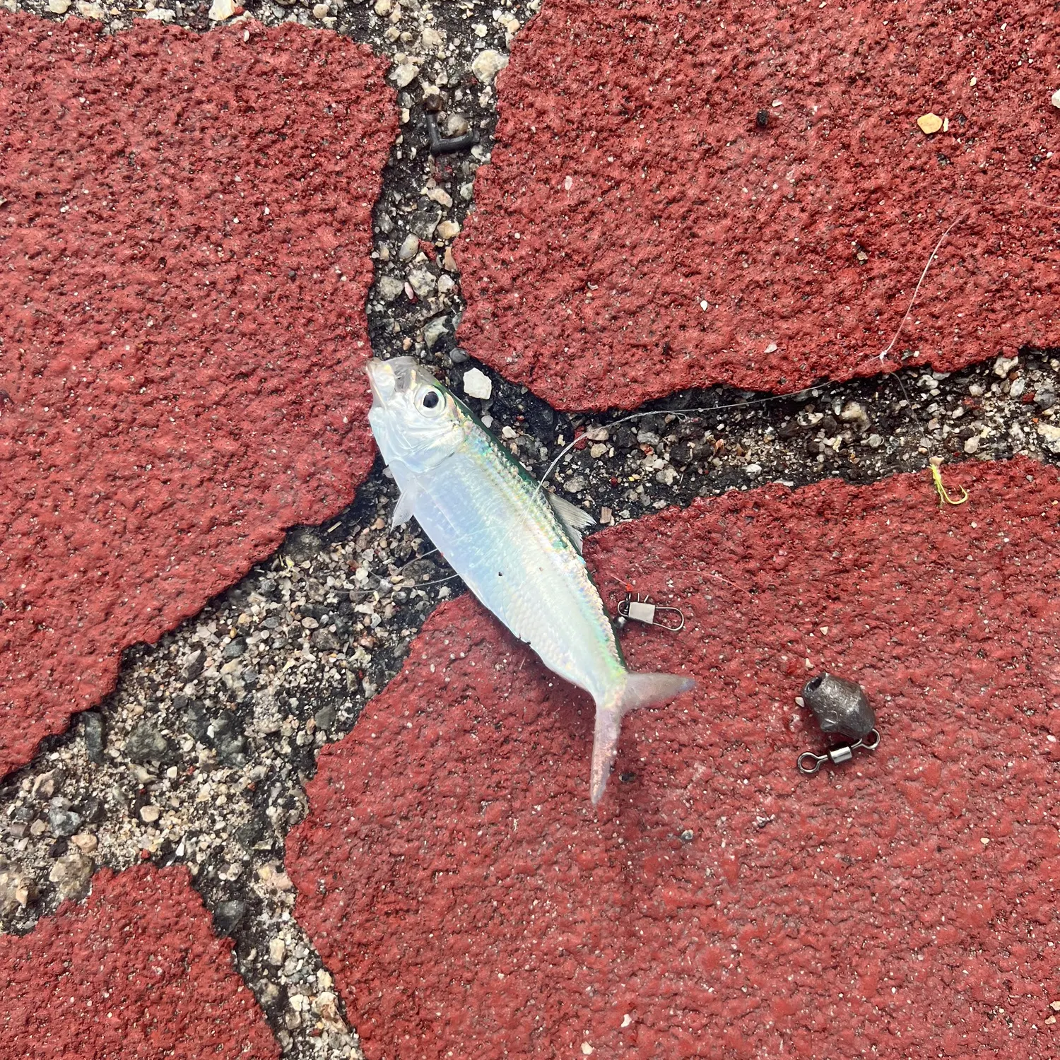 The most recent Goldstripe sardinella catches on Fishbrain