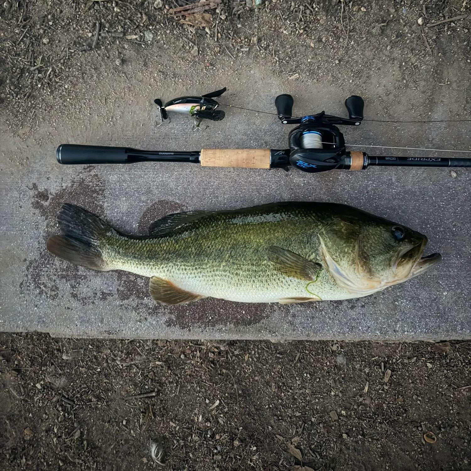 Largemouth bass caught on Fishbrain
